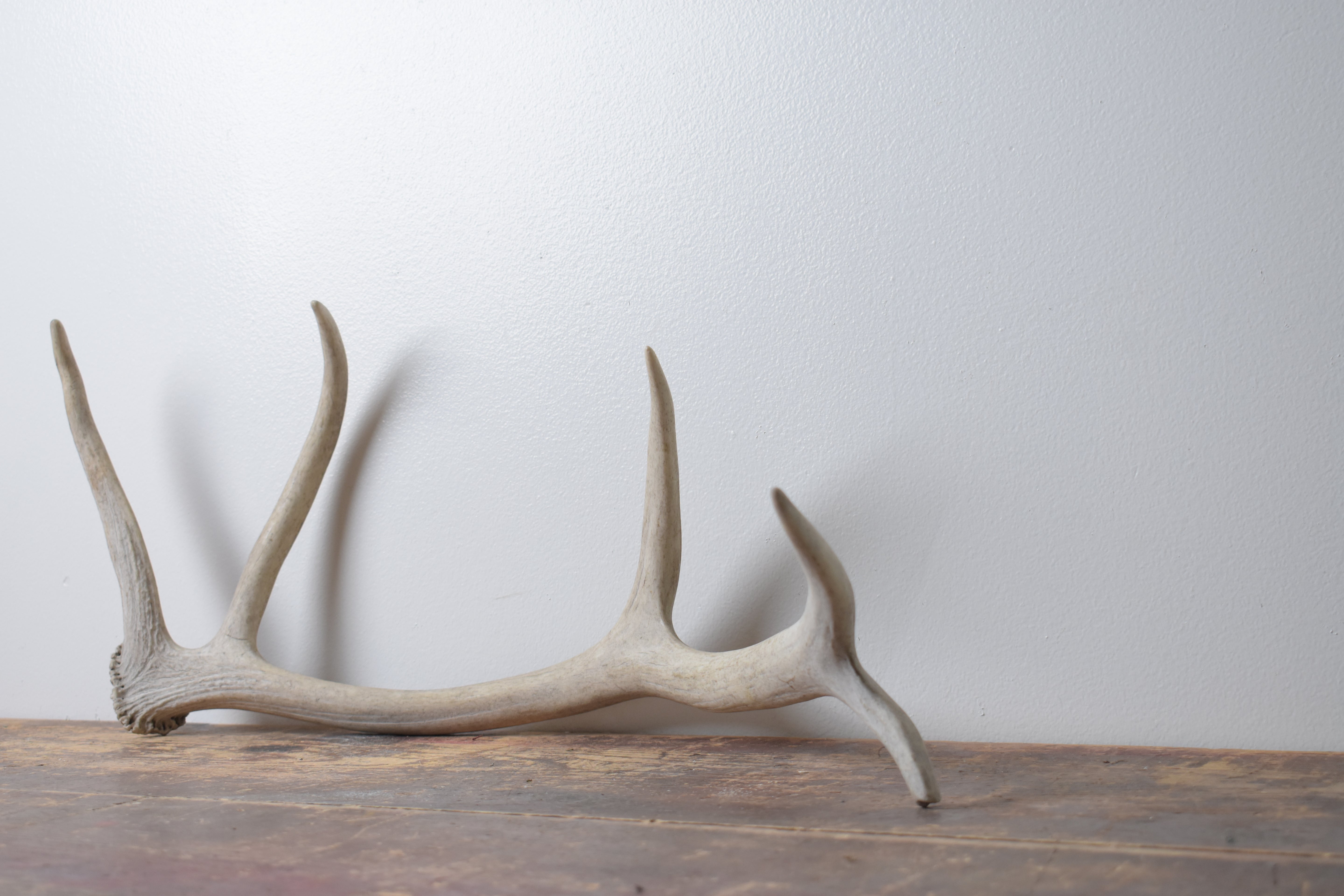 SOLD OUT | Elk Antler | Small Size | 89
