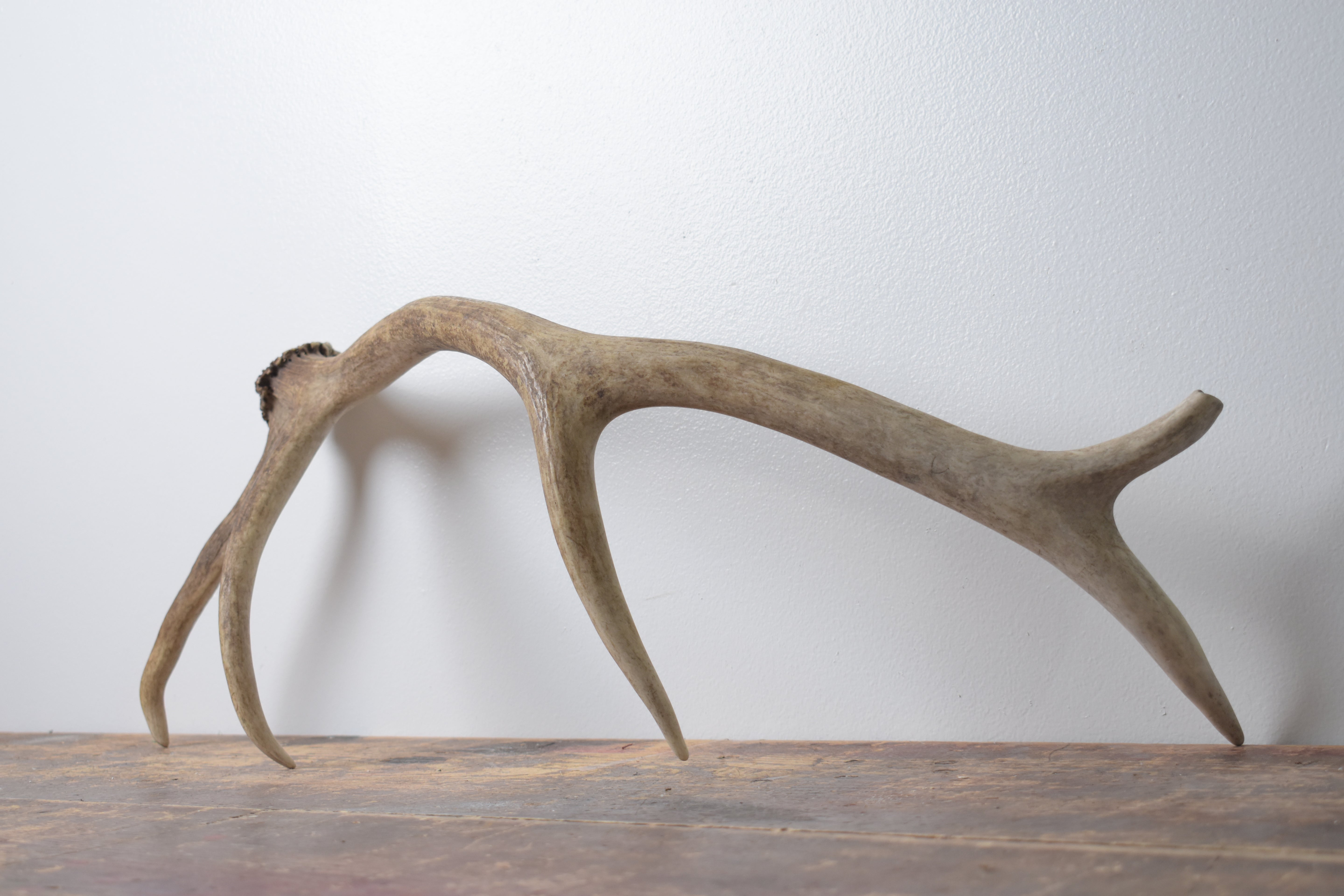 SOLD OUT | Elk Antler | Small Size | 89