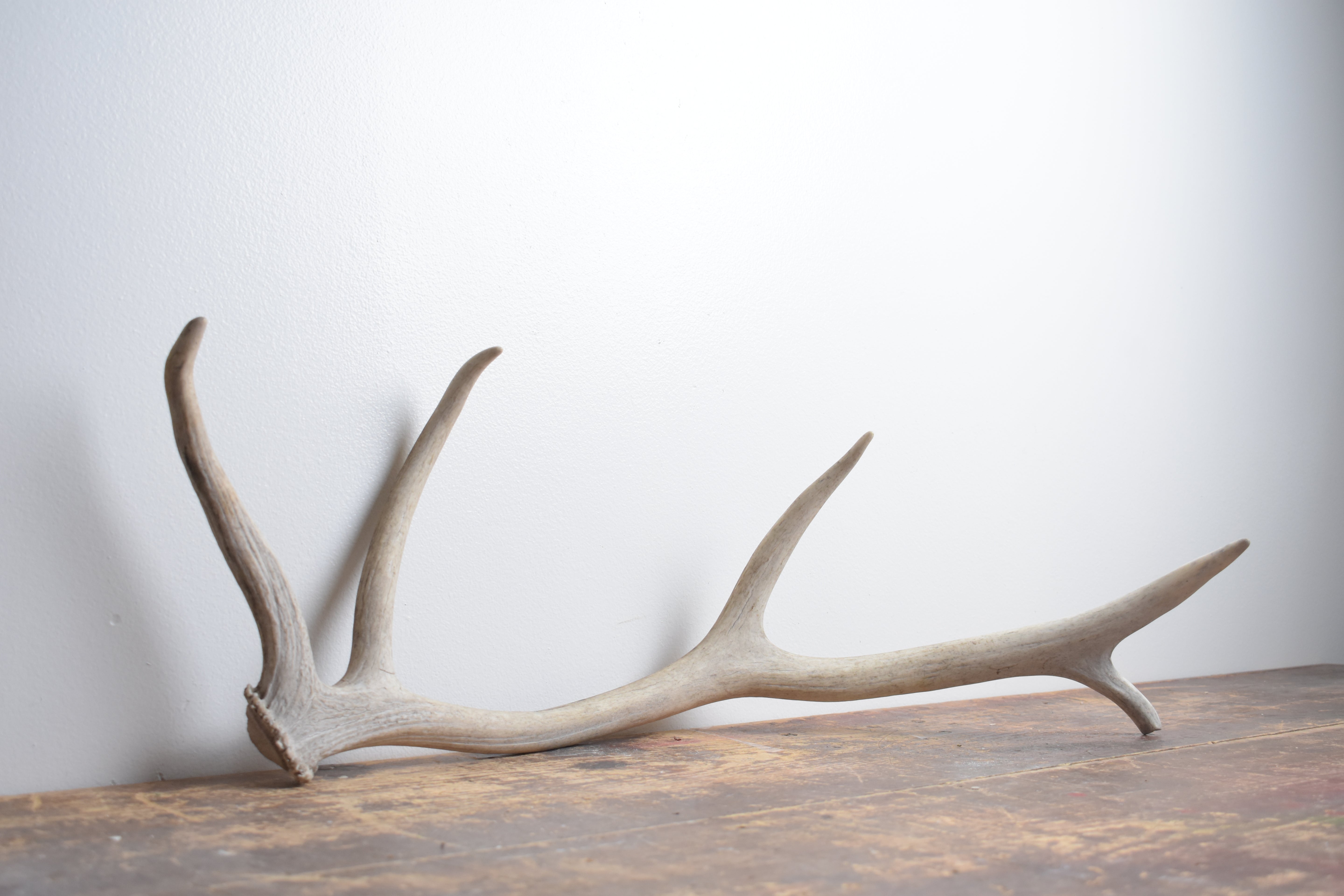 SOLD OUT | Elk Antler | Small Size | 89
