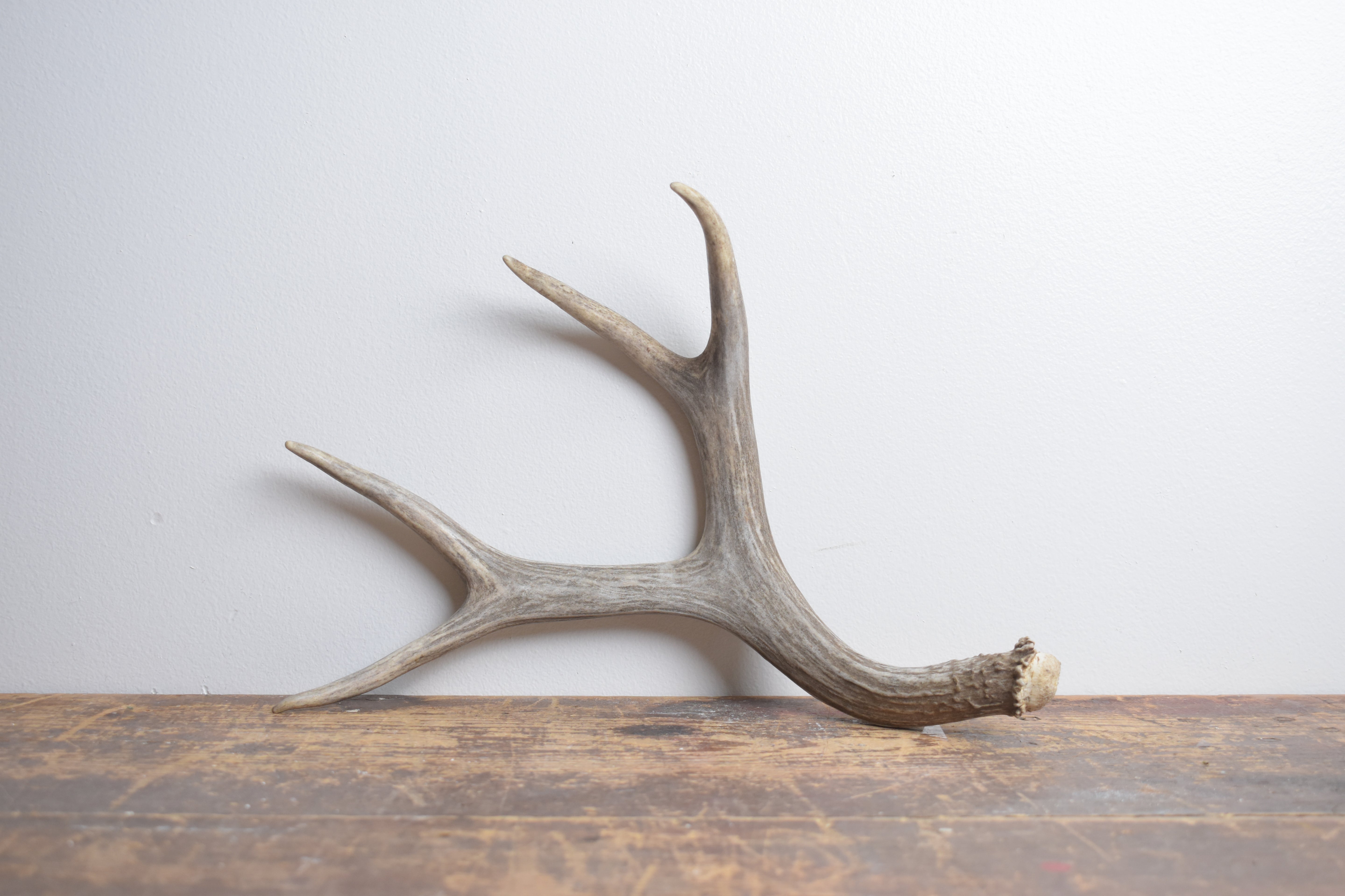 Mule Deer Antler | Medium Size | 55