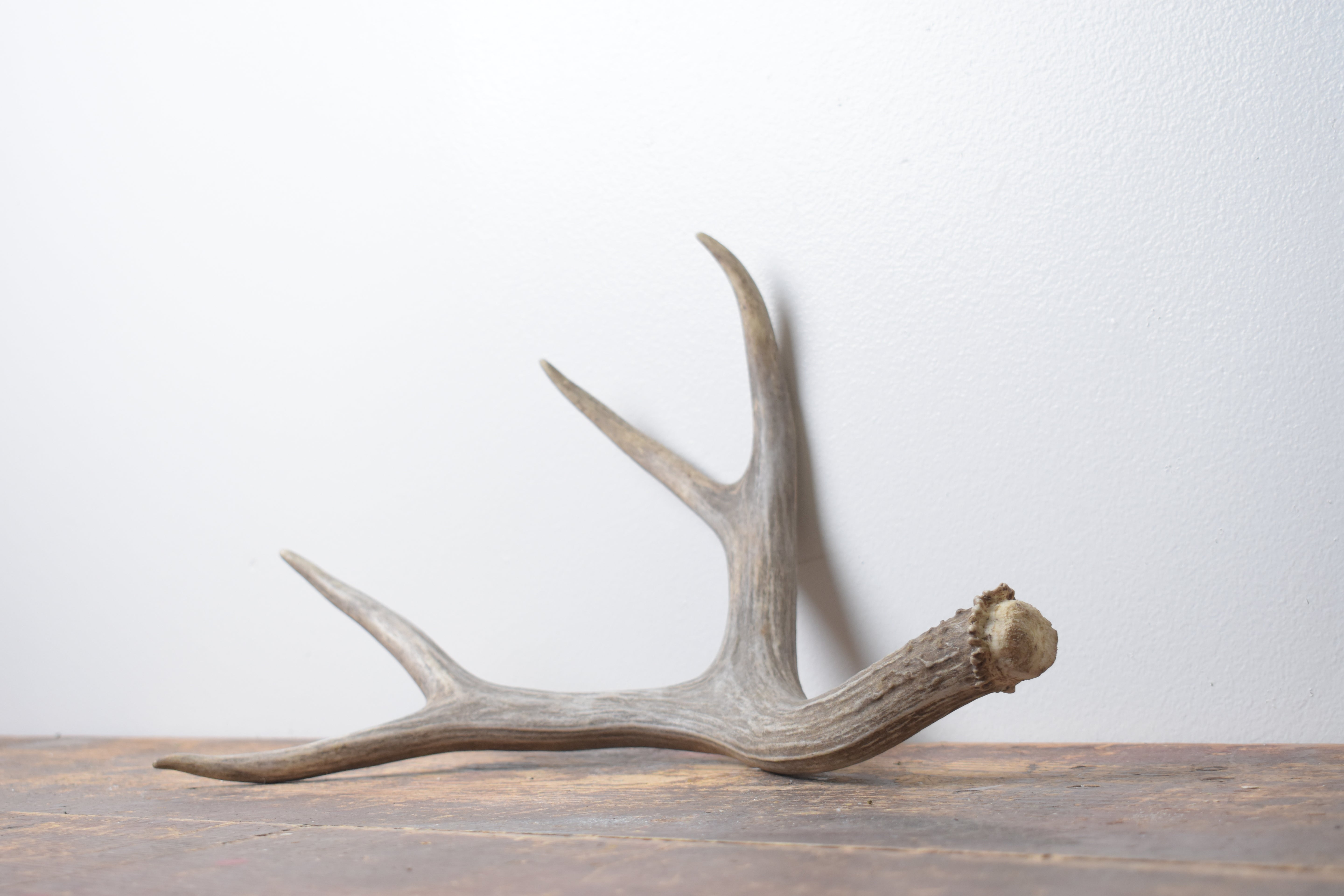 Mule Deer Antler | Medium Size | 55
