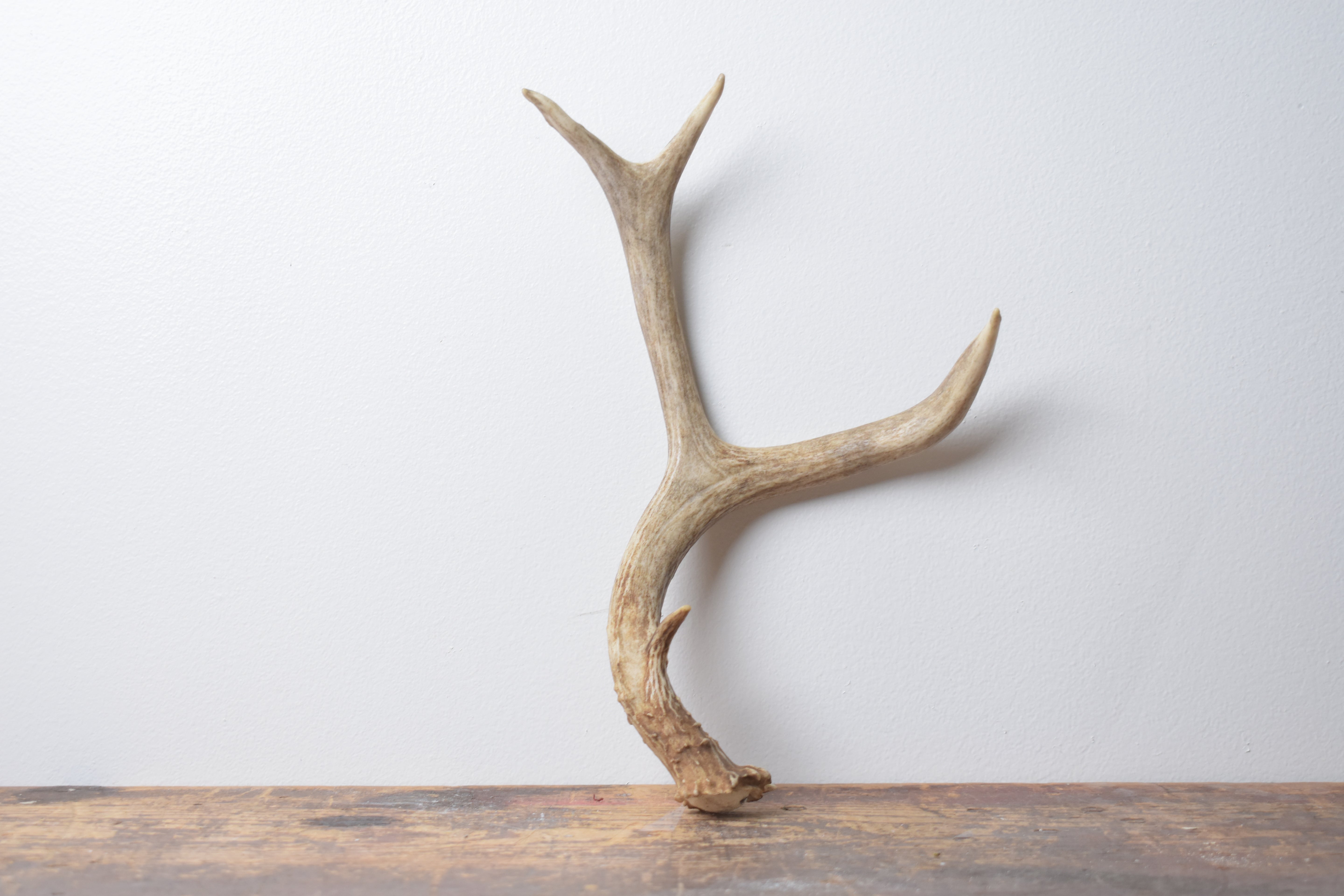 Mule Deer Antler | Small Size | 56