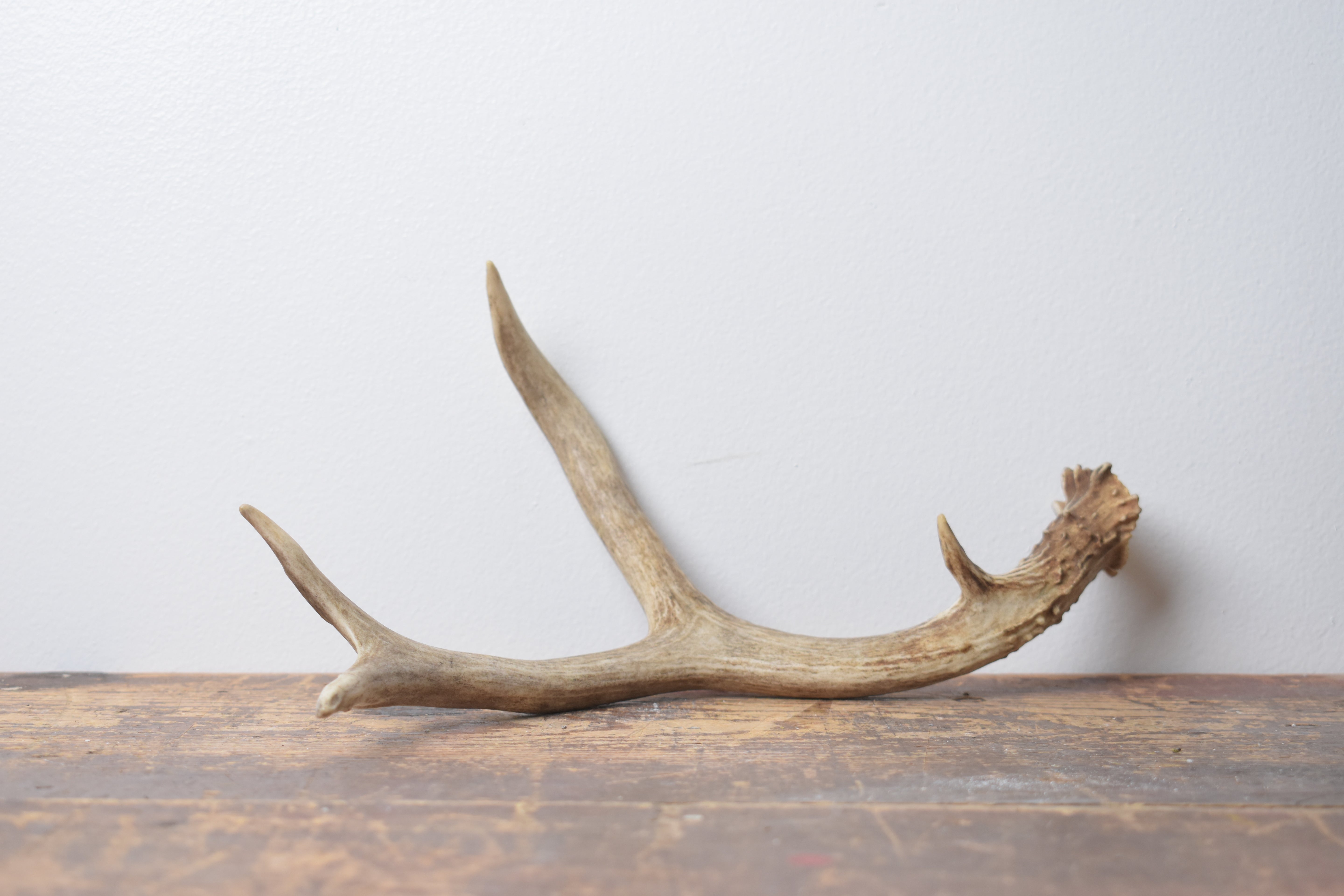Mule Deer Antler | Small Size | 56