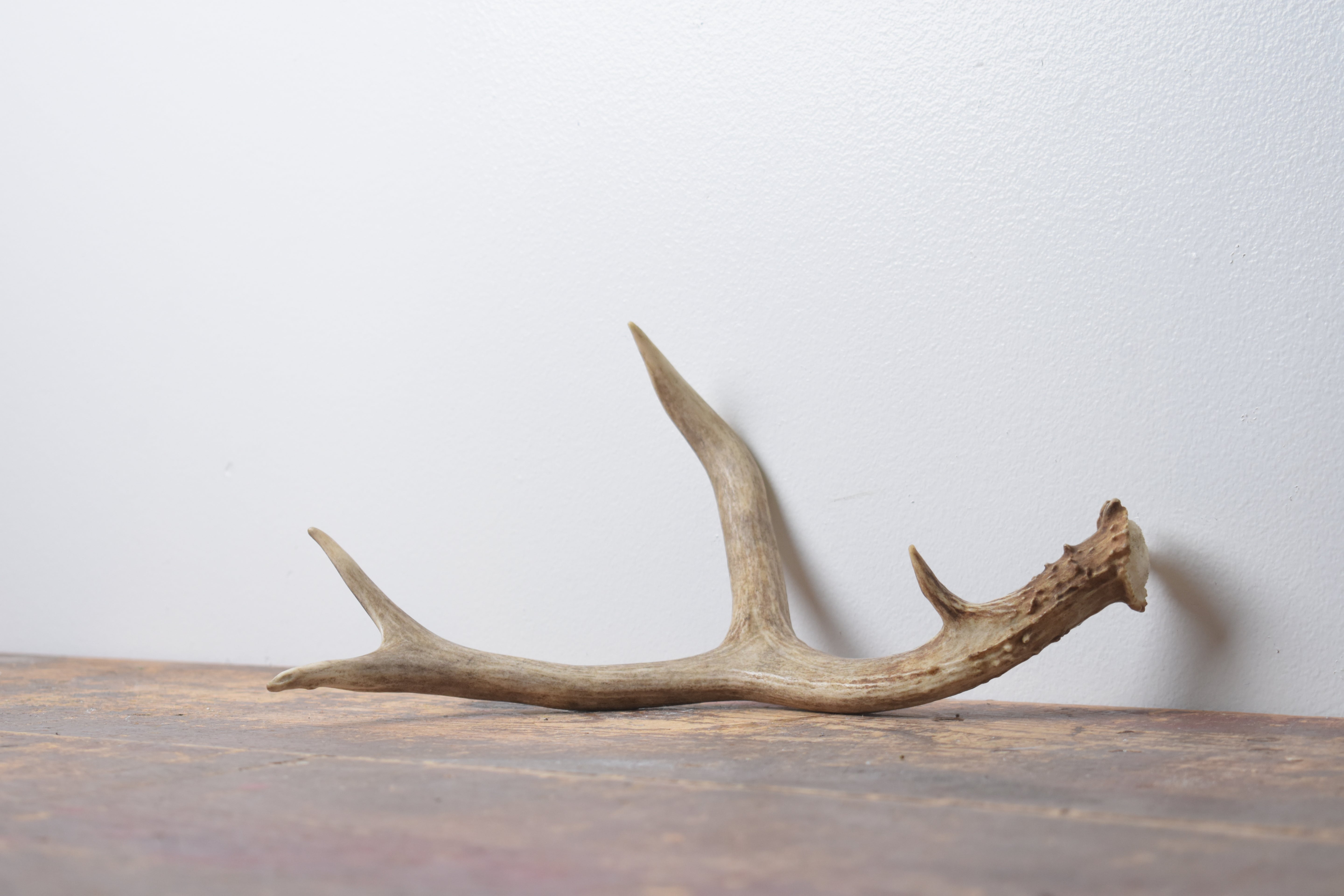 Mule Deer Antler | Small Size | 56
