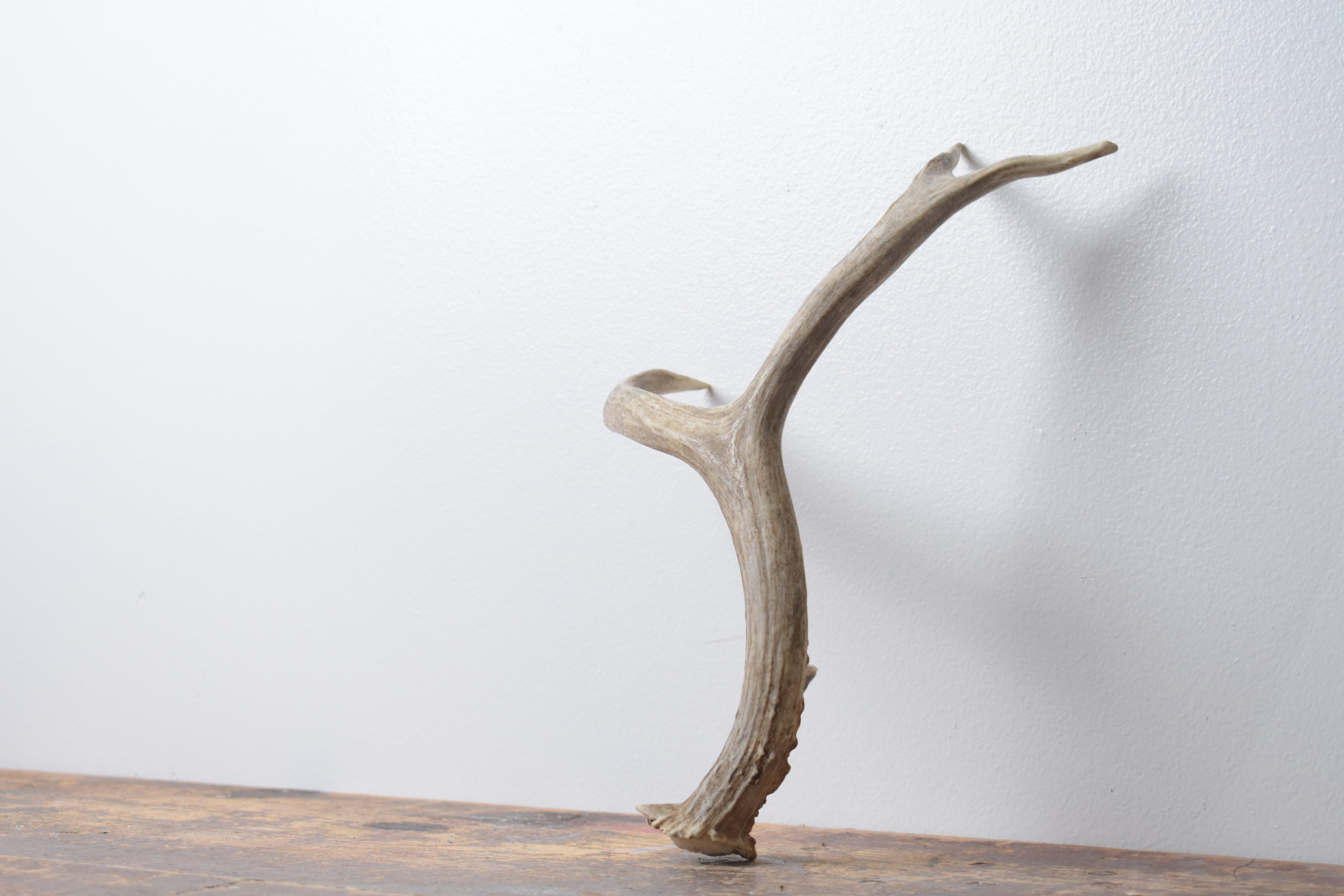 Mule Deer Antler | Small Size | 56