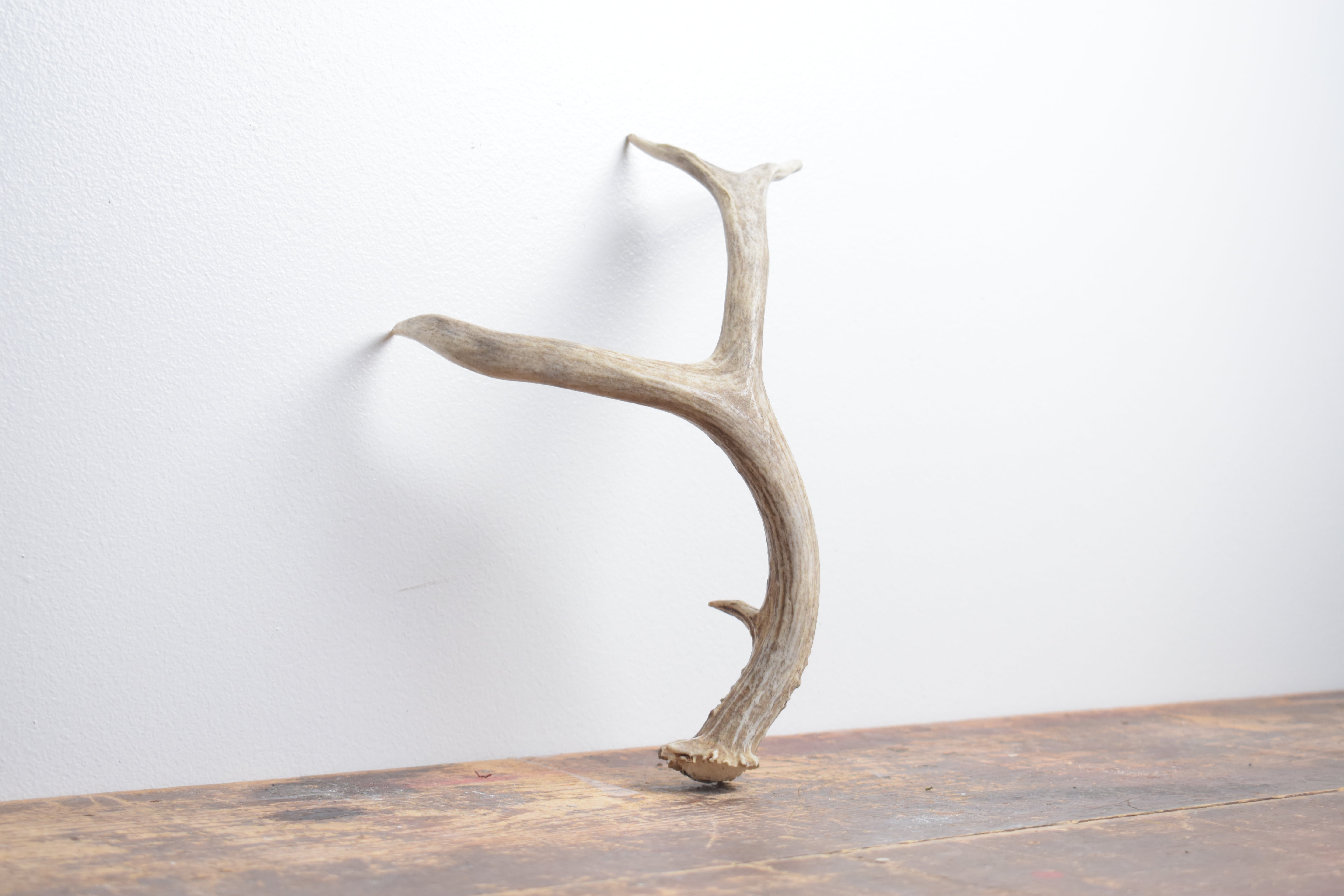 Mule Deer Antler | Small Size | 56