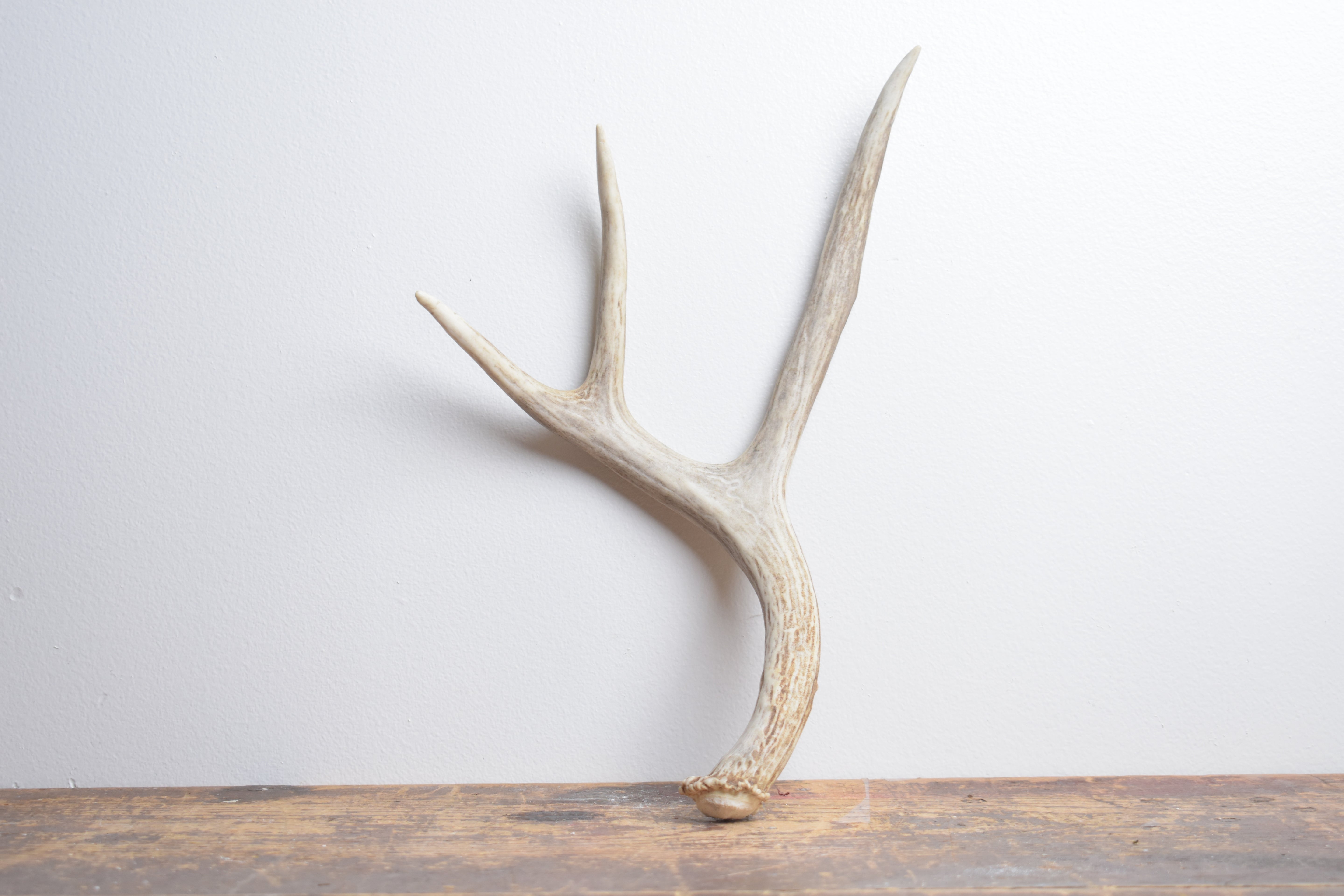 Mule Deer Antler | Medium Size | 64