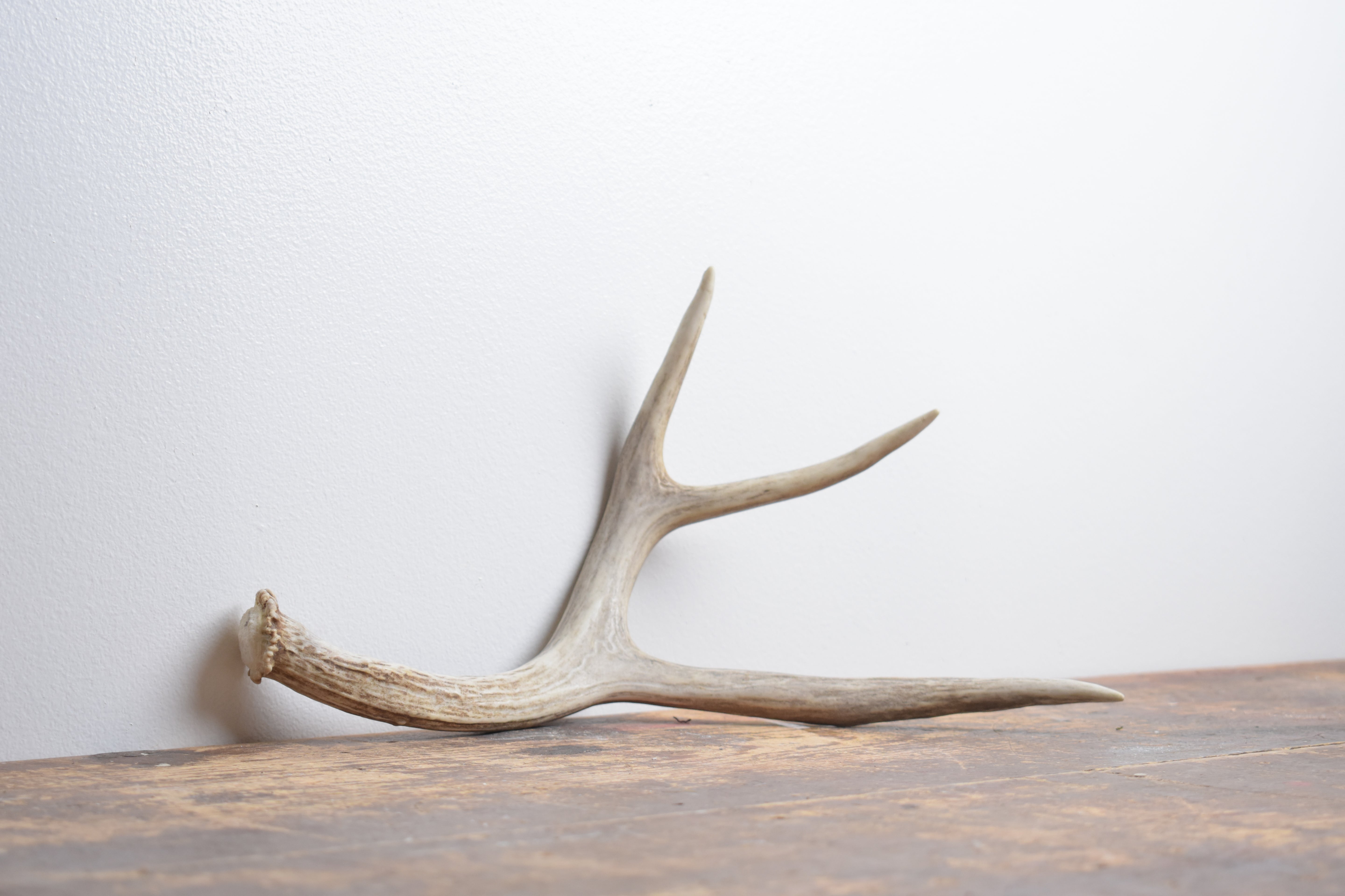 Mule Deer Antler | Medium Size | 64