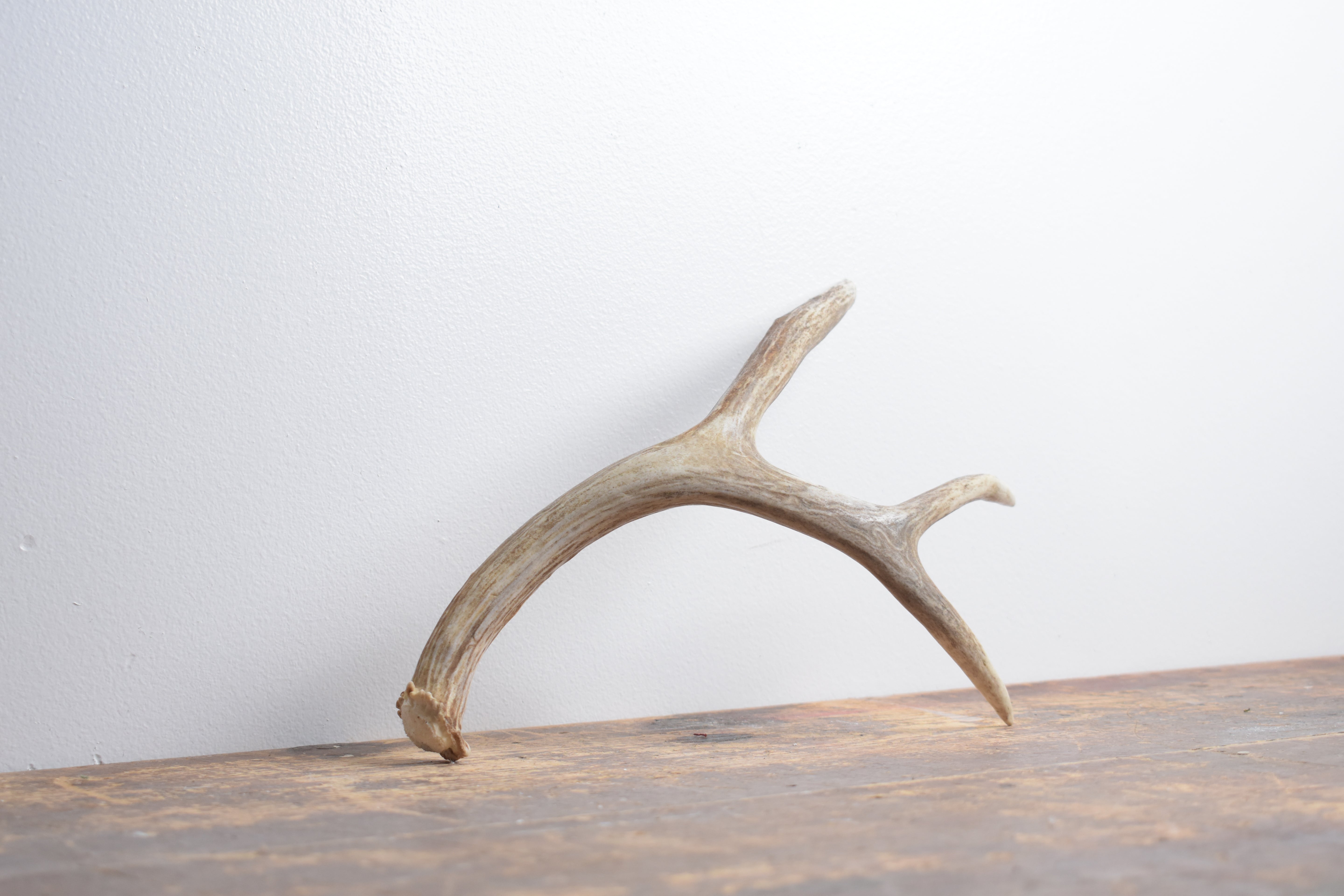 Mule Deer Antler | Medium Size | 64