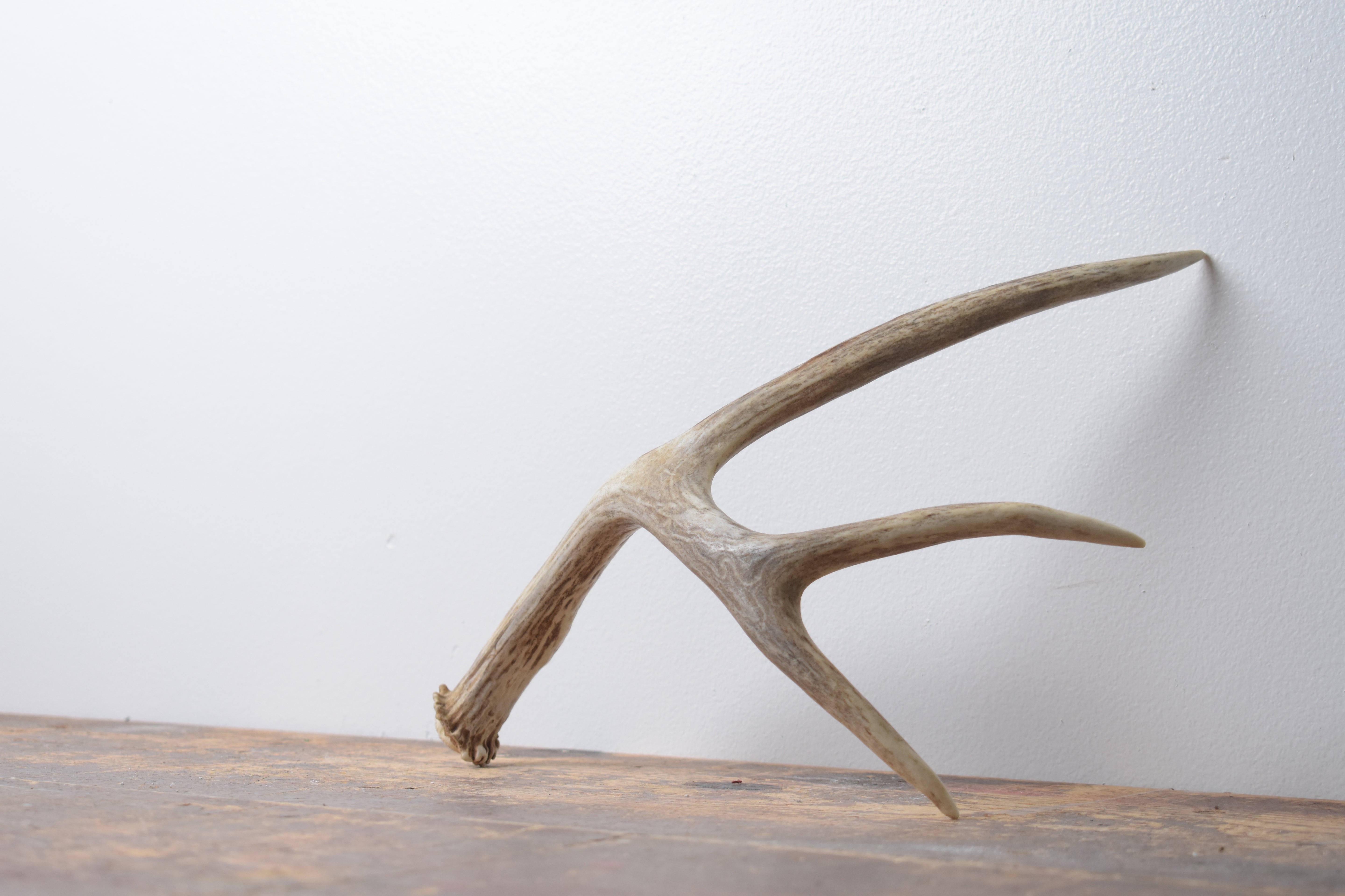 Mule Deer Antler | Medium Size | 64