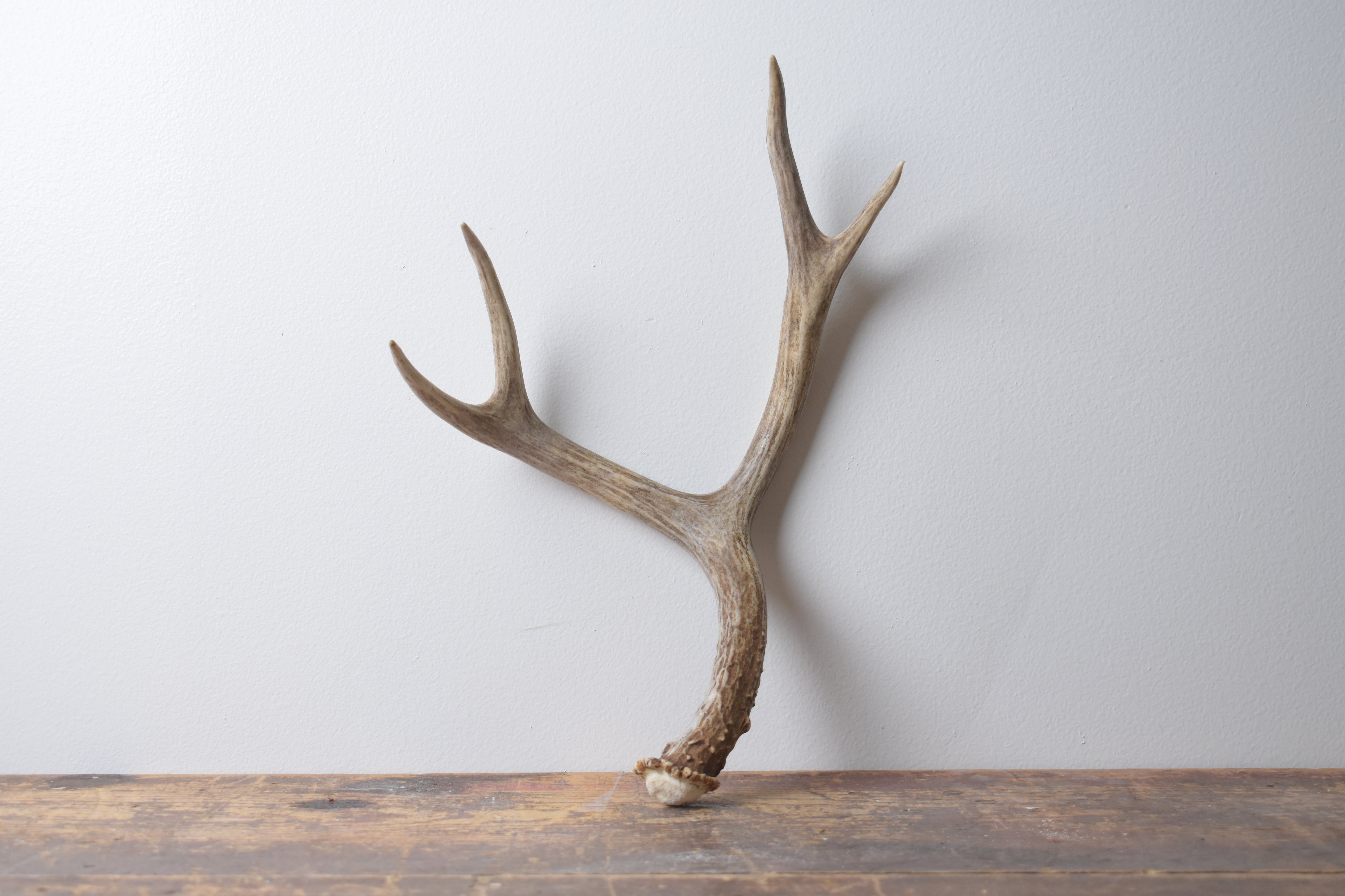 Mule Deer Antler | Medium Size | 57