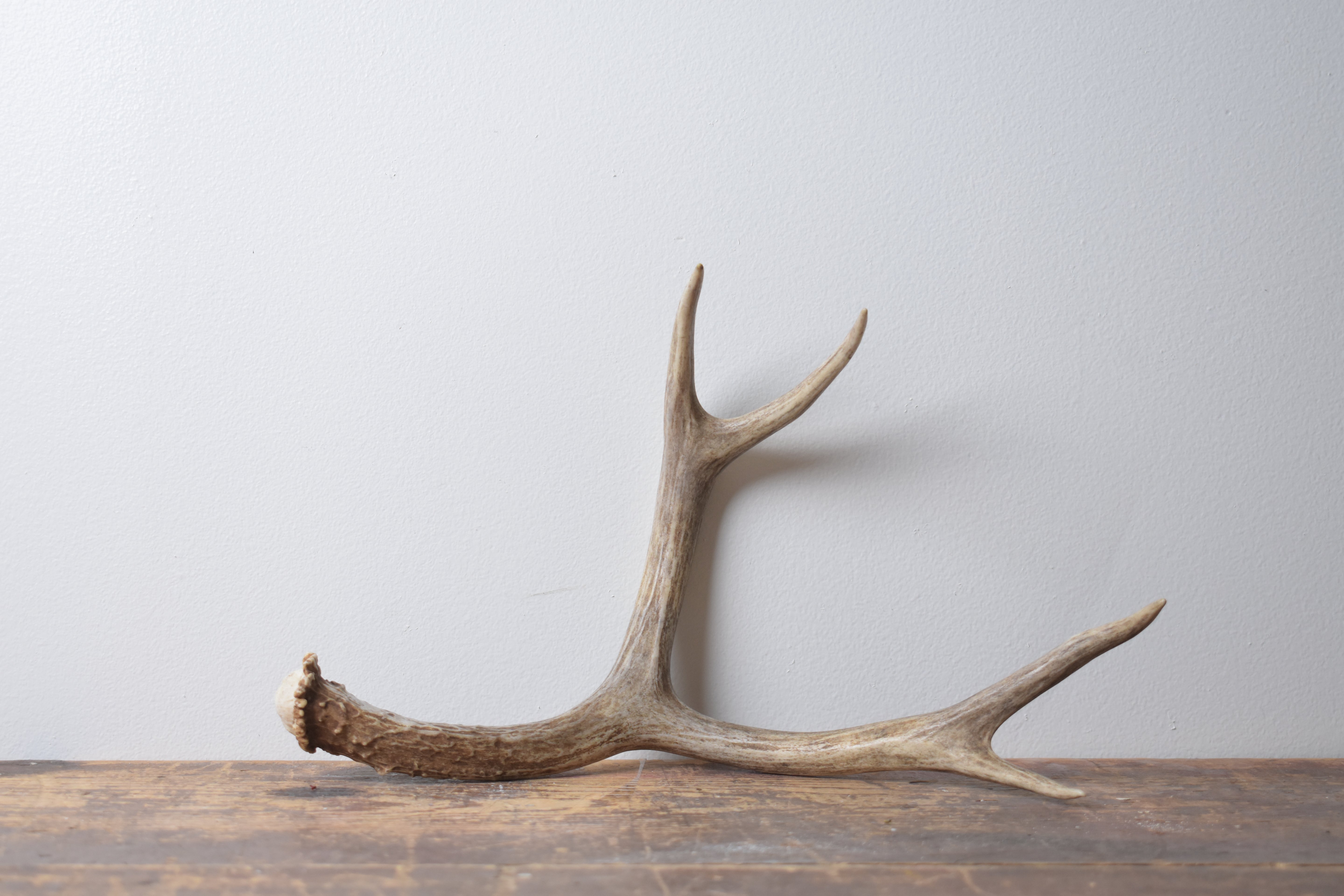 Mule Deer Antler | Medium Size | 57