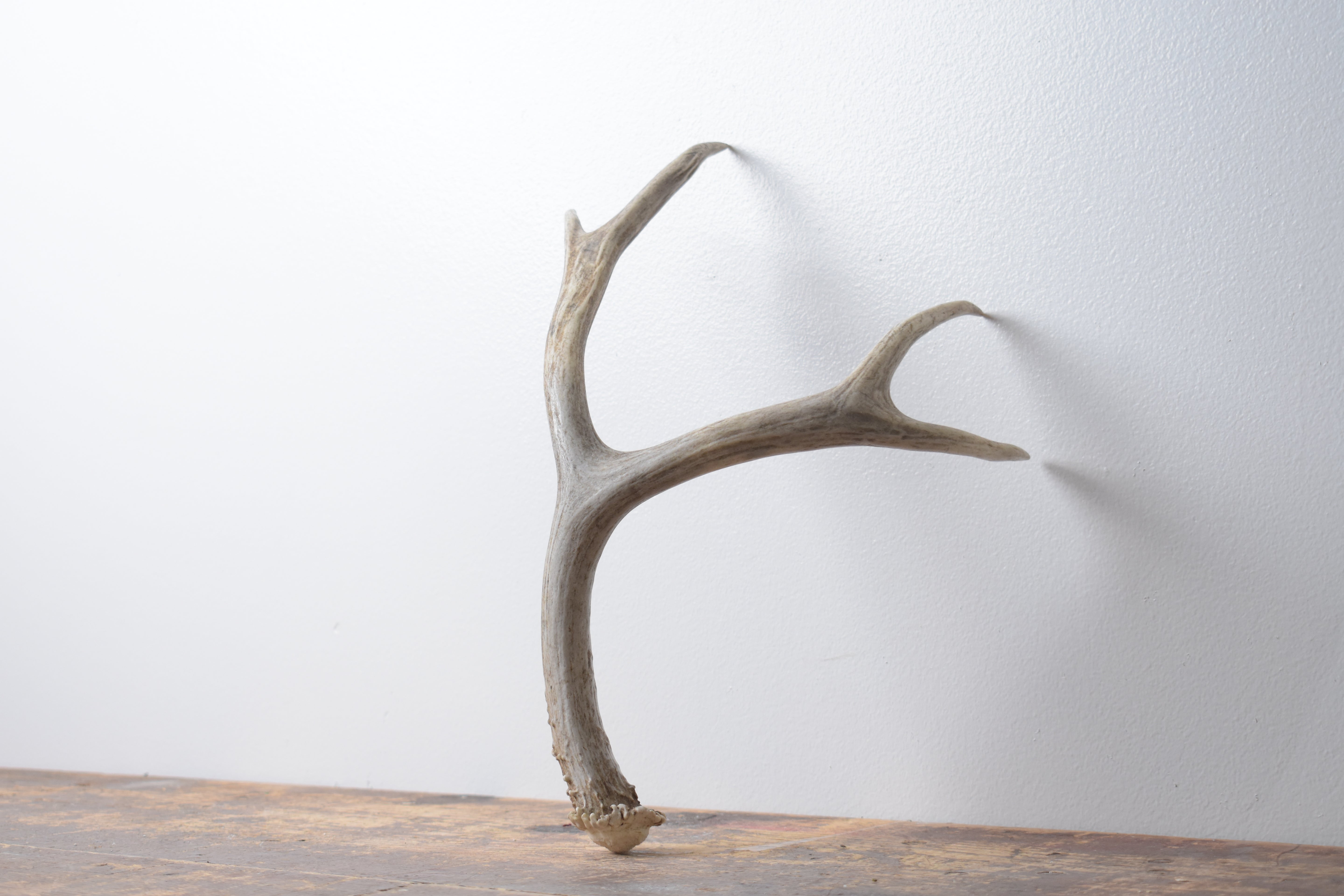 Mule Deer Antler | Medium Size | 57