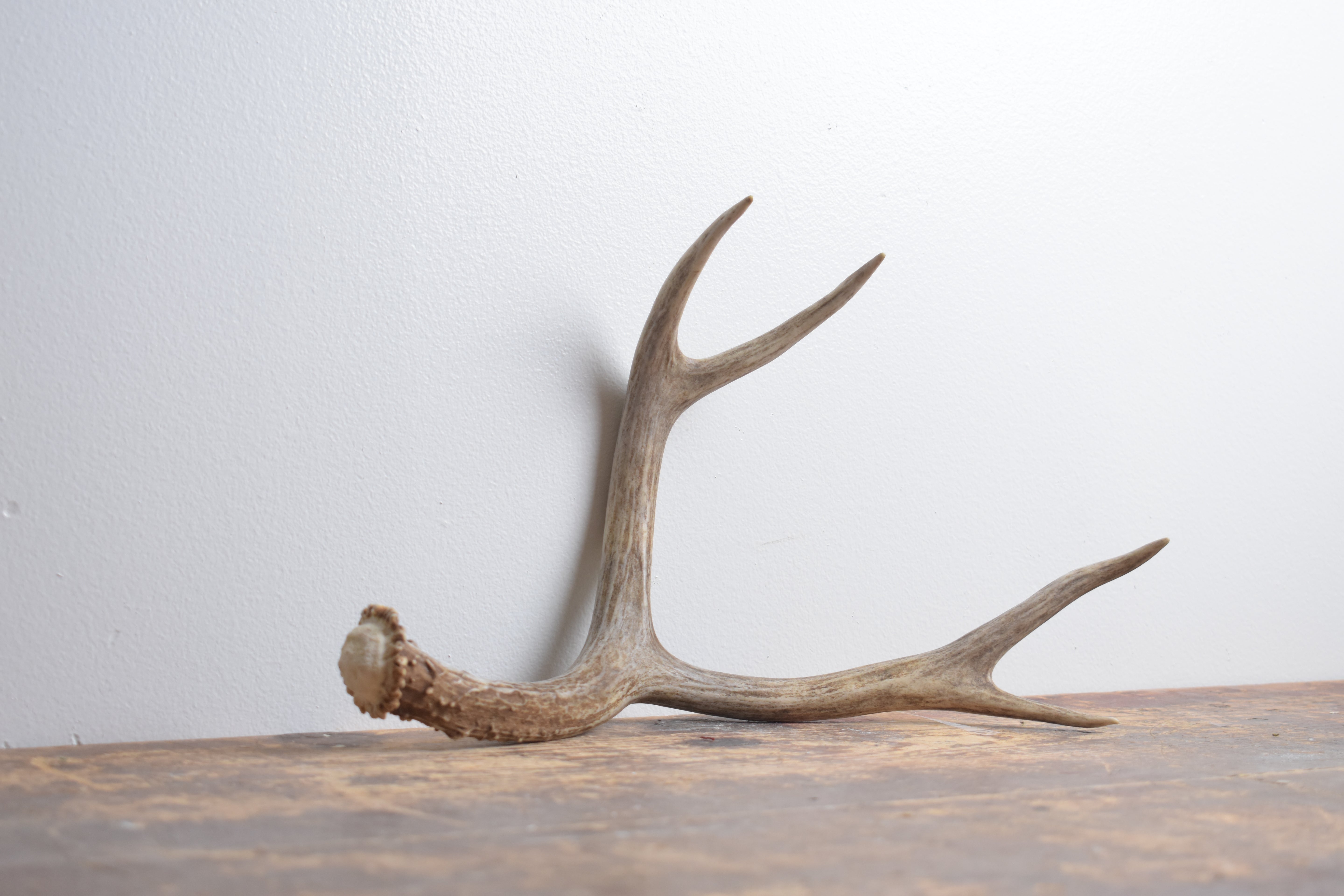 Mule Deer Antler | Medium Size | 57