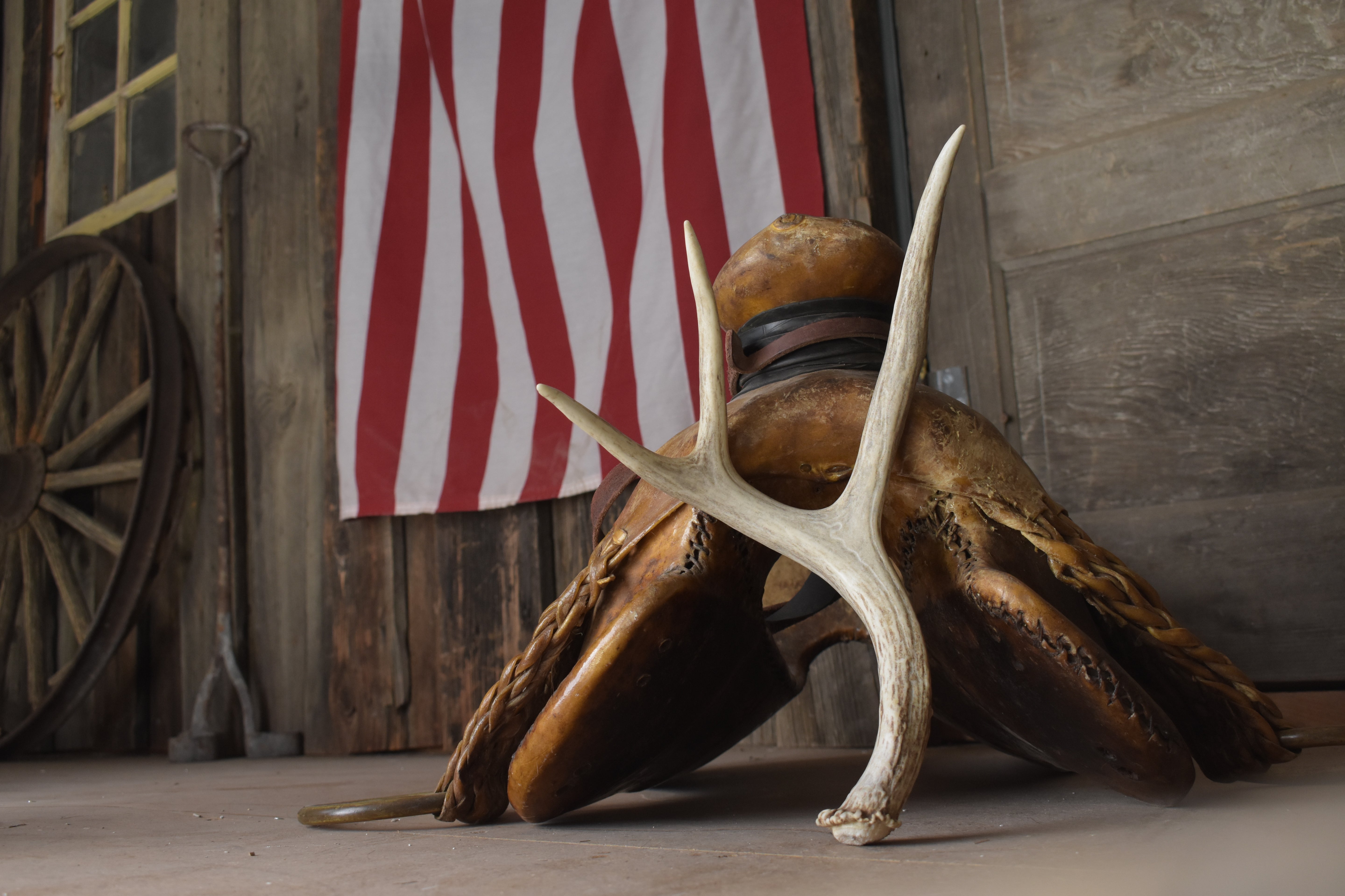 Mule Deer Antler | Medium Size | 64