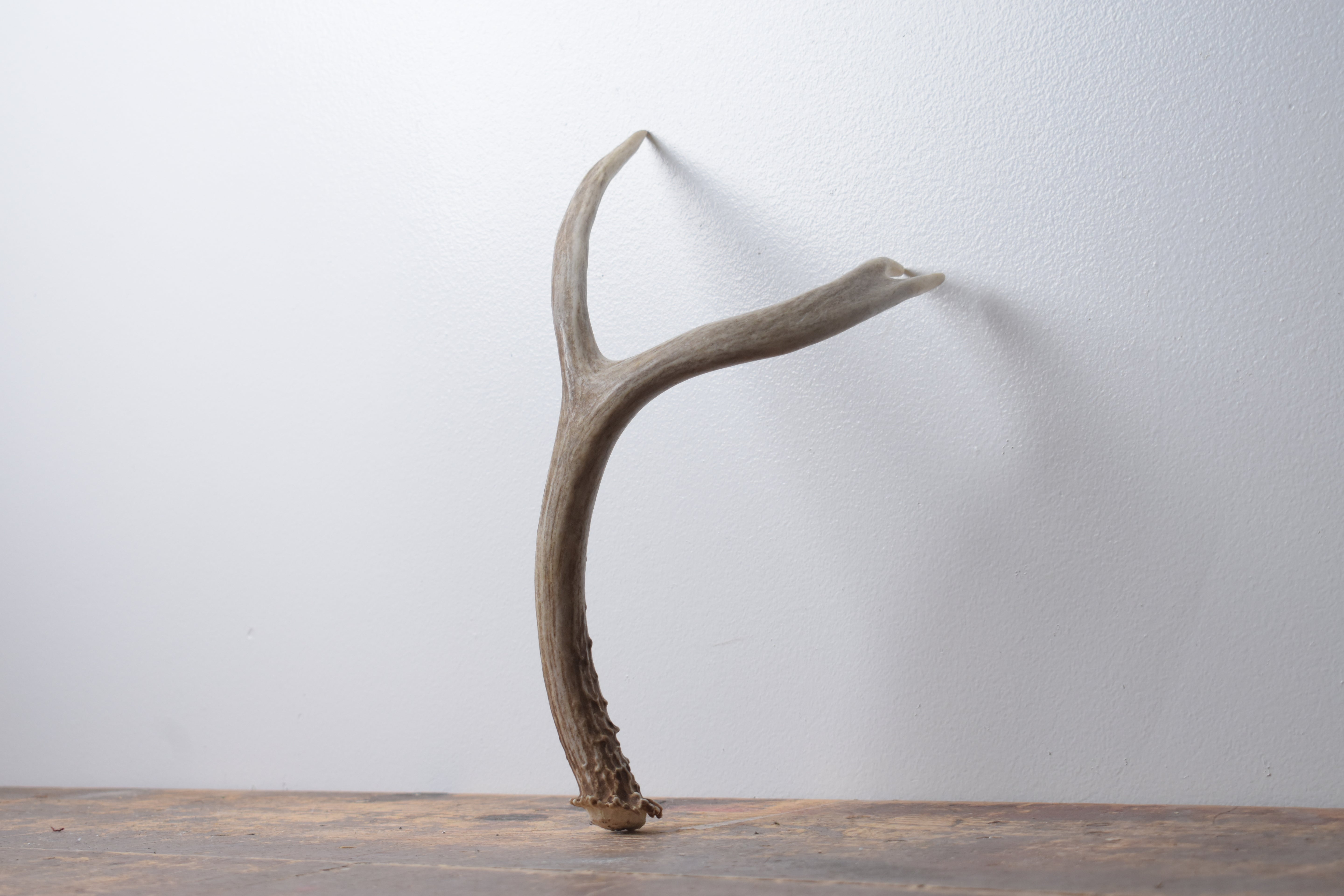 Mule Deer Antler | Medium Size | 62