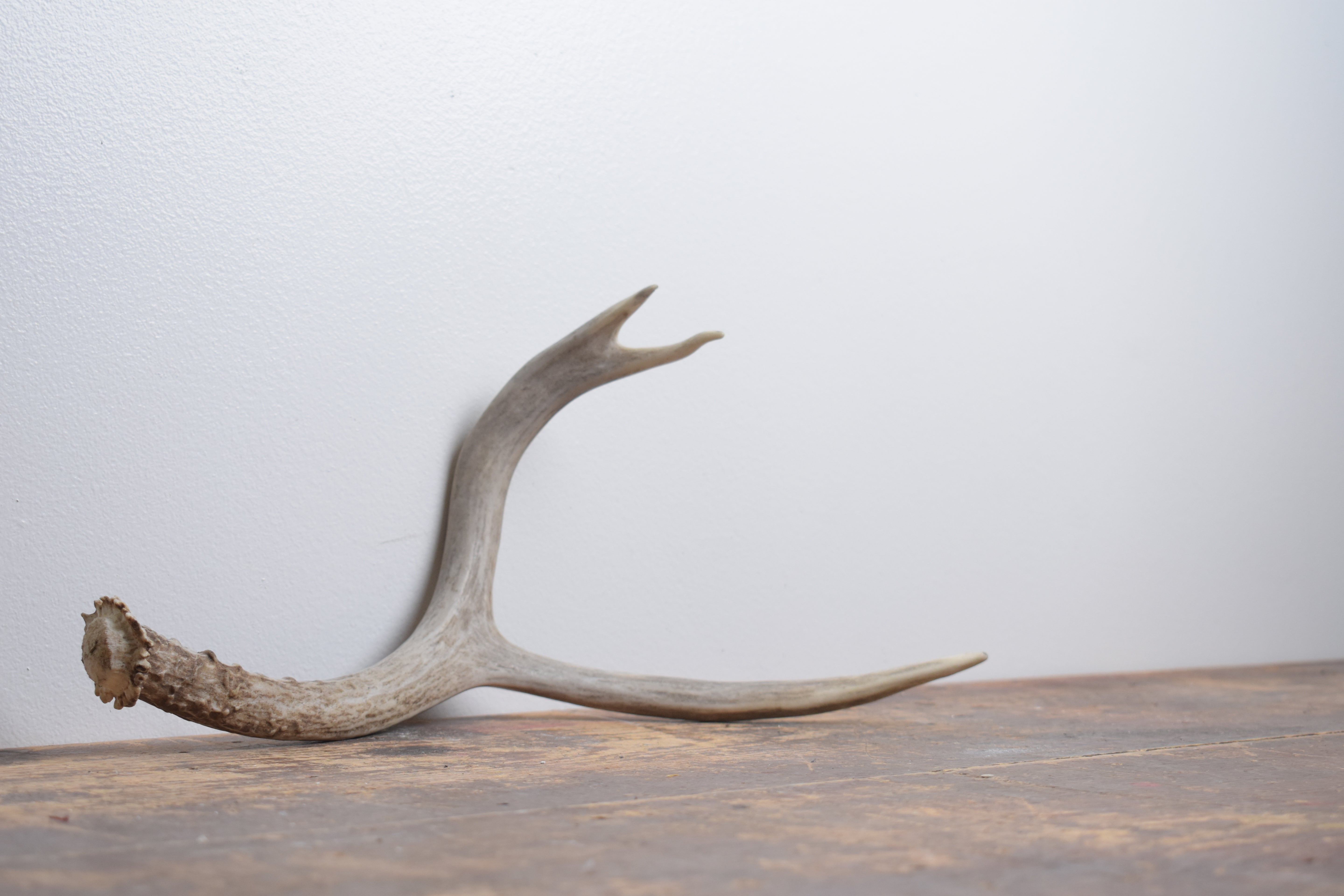 Mule Deer Antler | Medium Size | 62