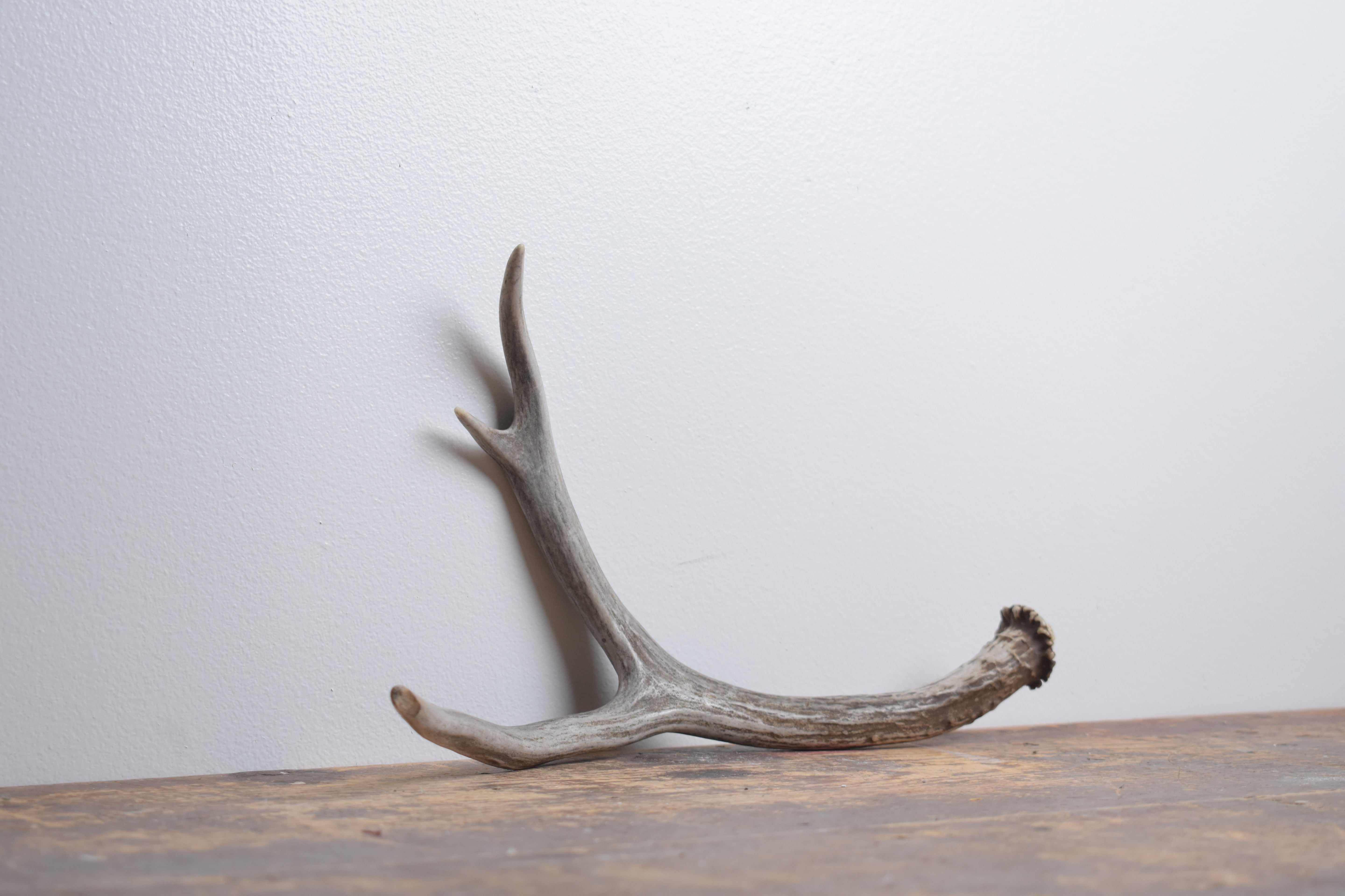 Mule Deer Antler | Medium Size | 60