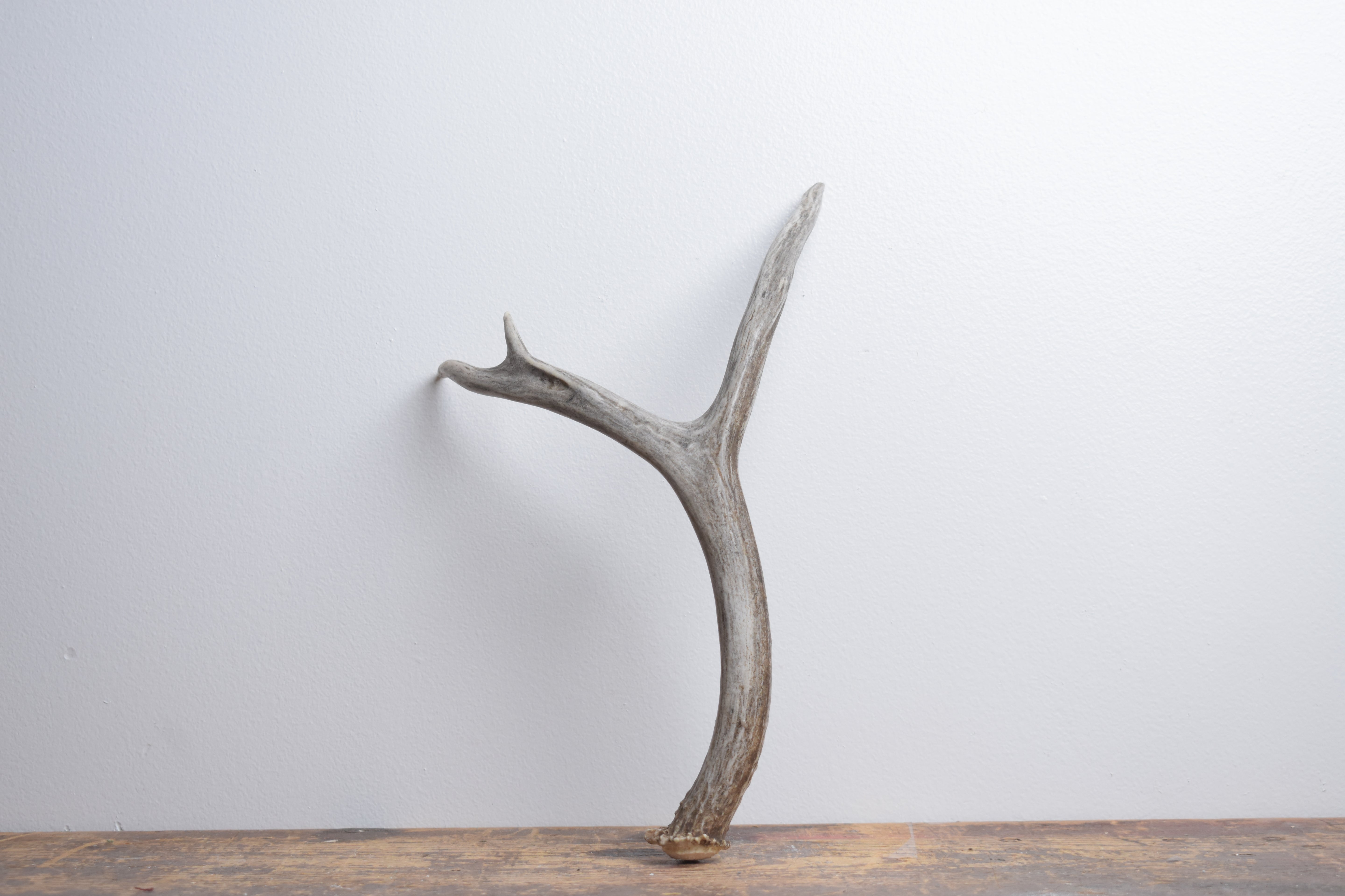 Mule Deer Antler | Medium Size | 60