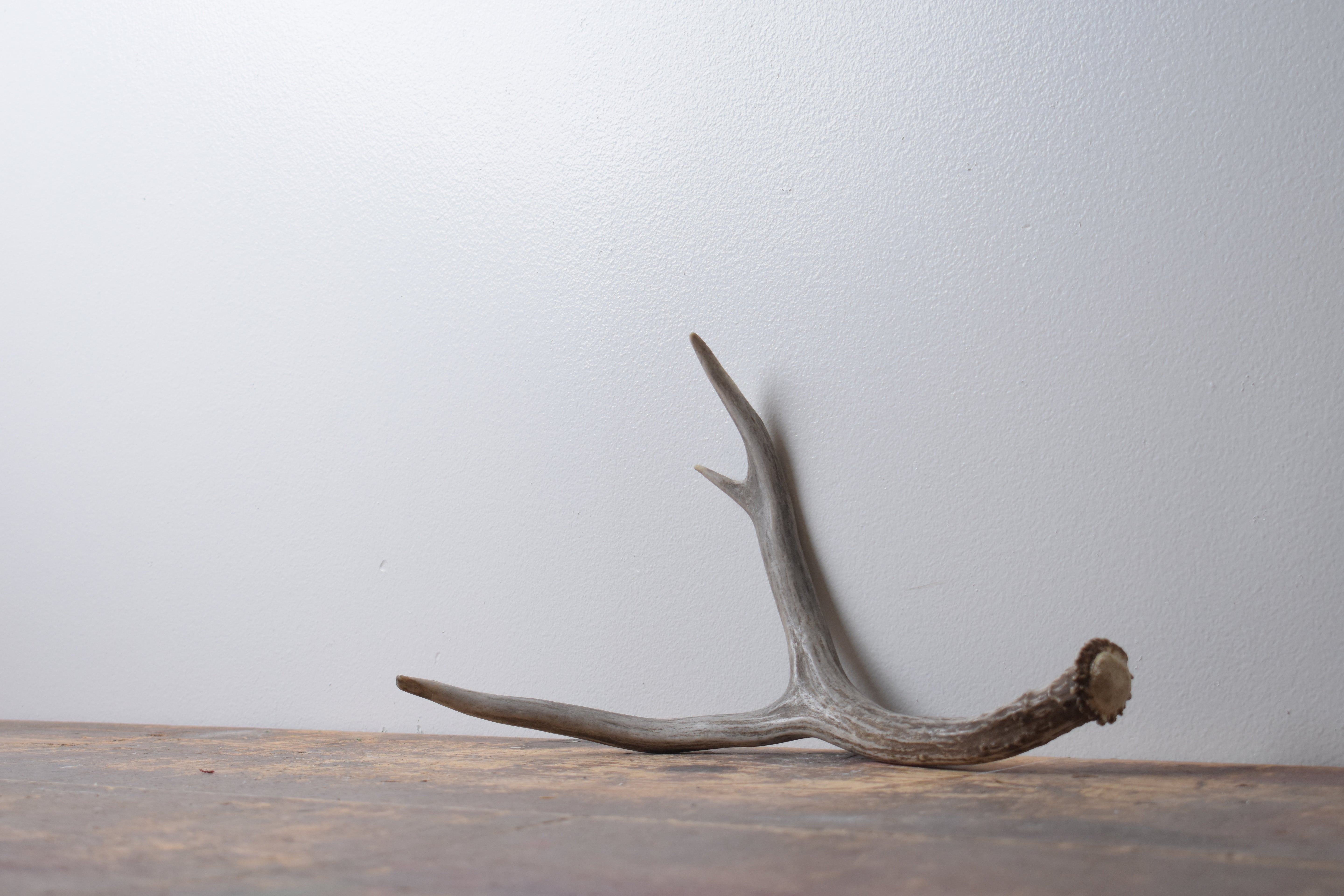 Mule Deer Antler | Medium Size | 60