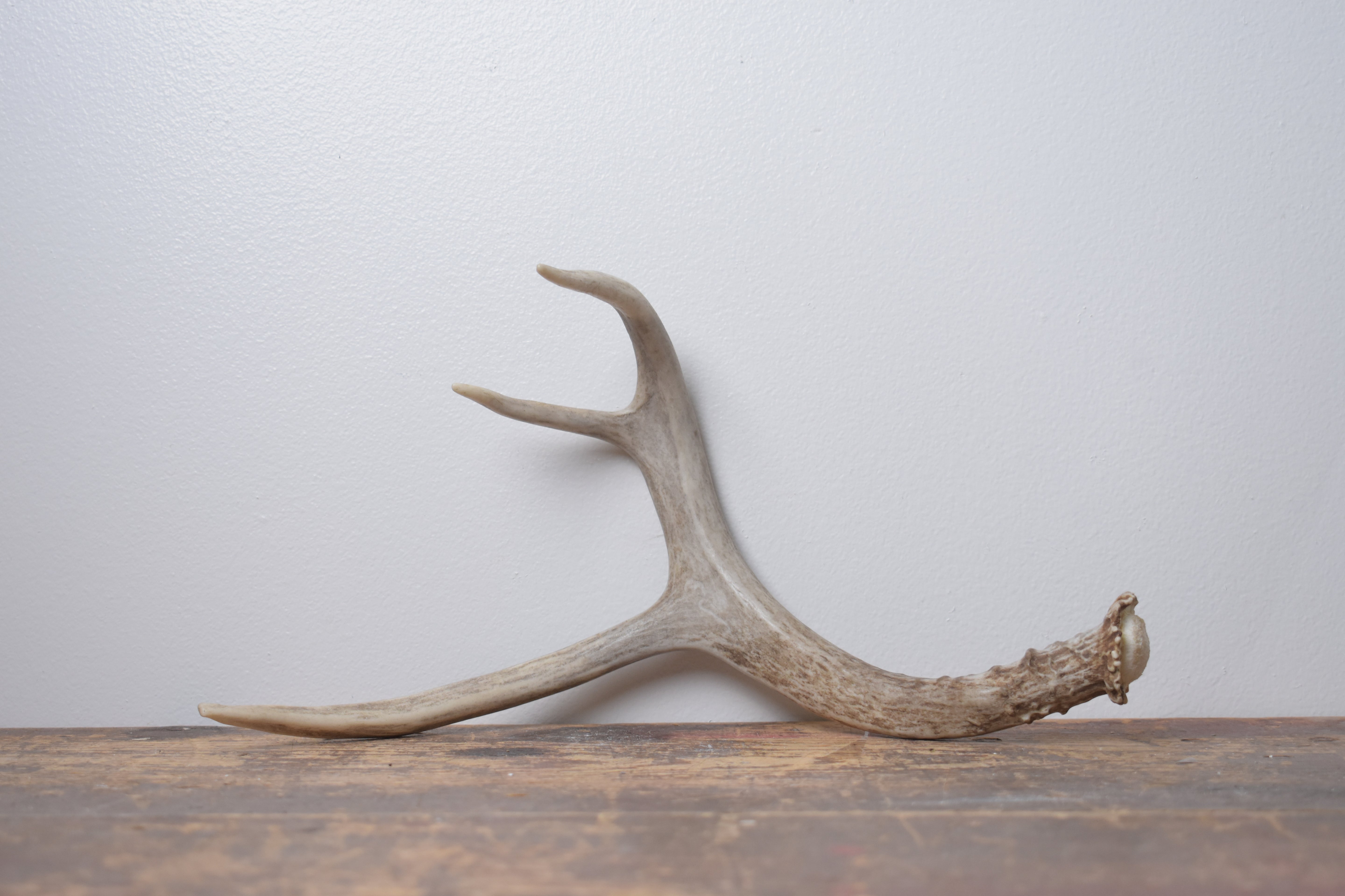 Mule Deer Antler | Small Size | 61