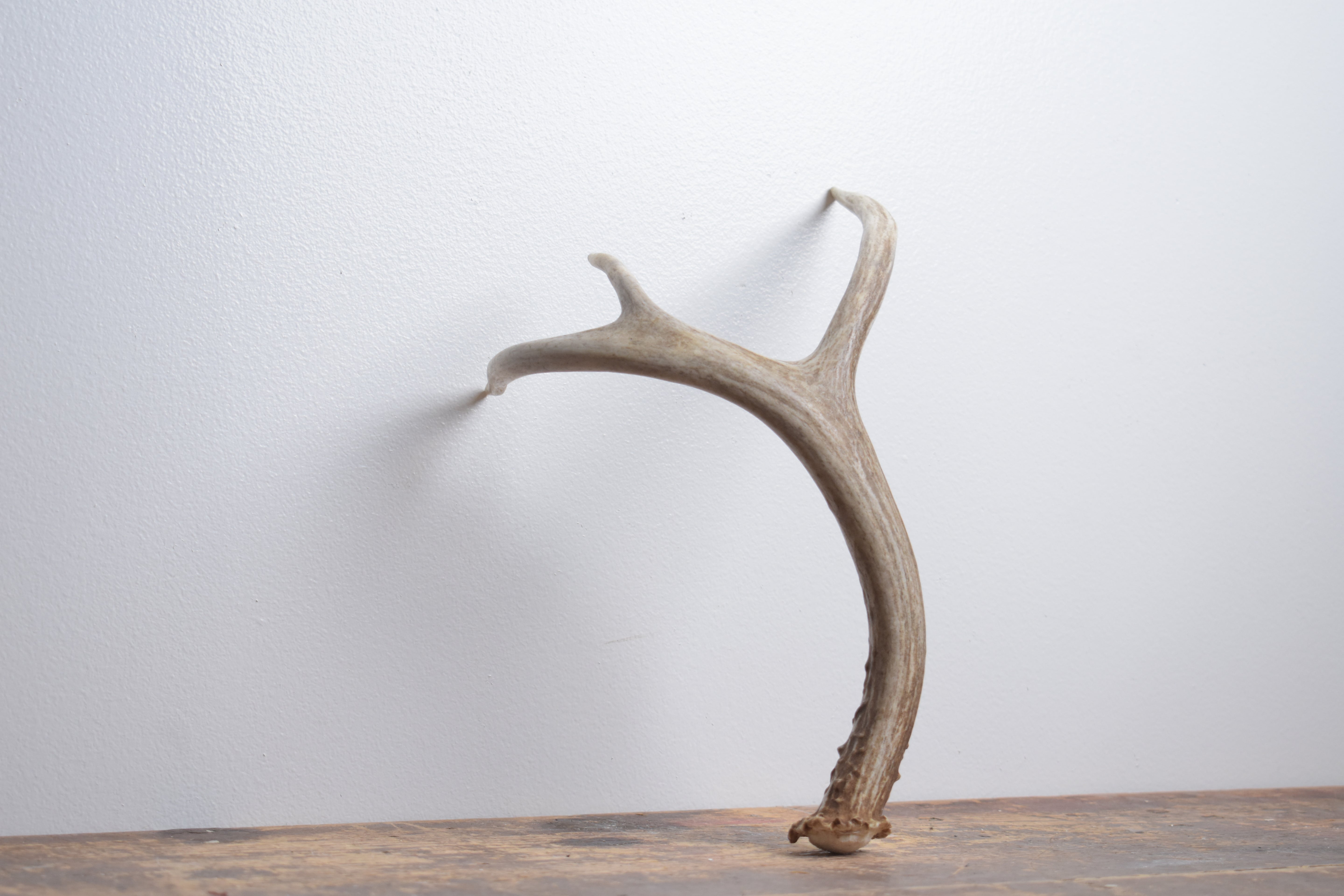 Mule Deer Antler | Small Size | 61