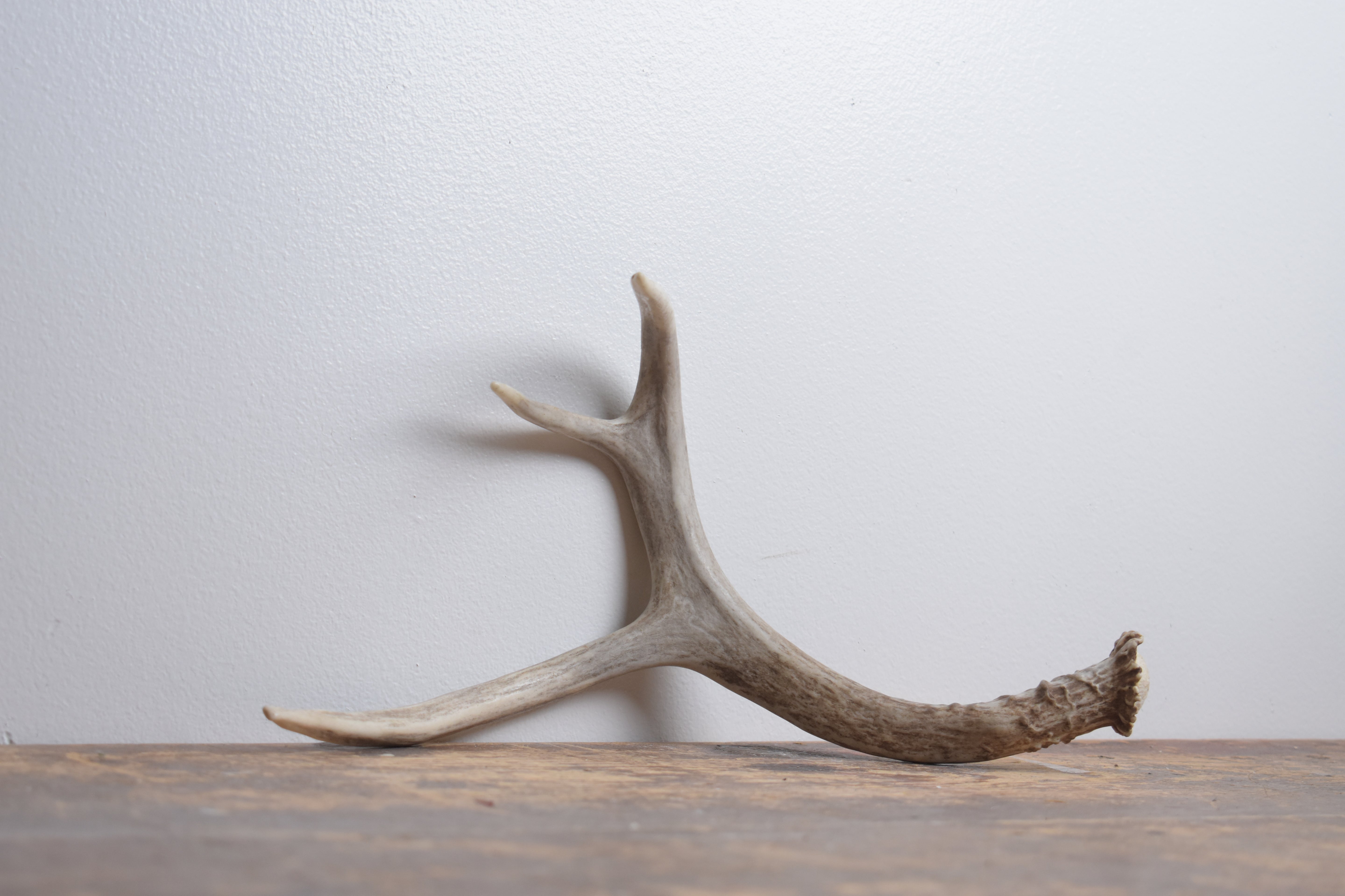 Mule Deer Antler | Small Size | 61