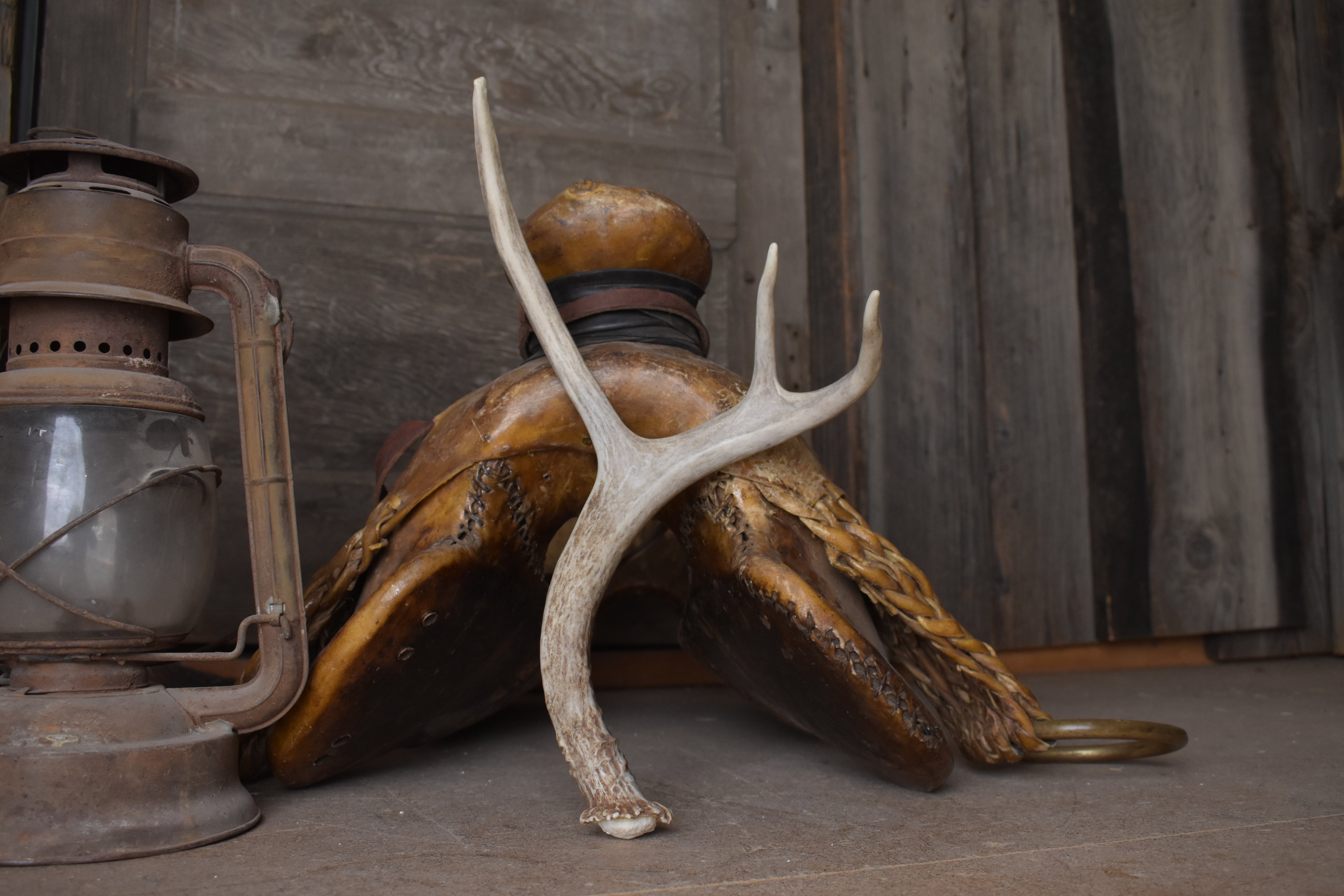 Mule Deer Antler | Small Size | 61