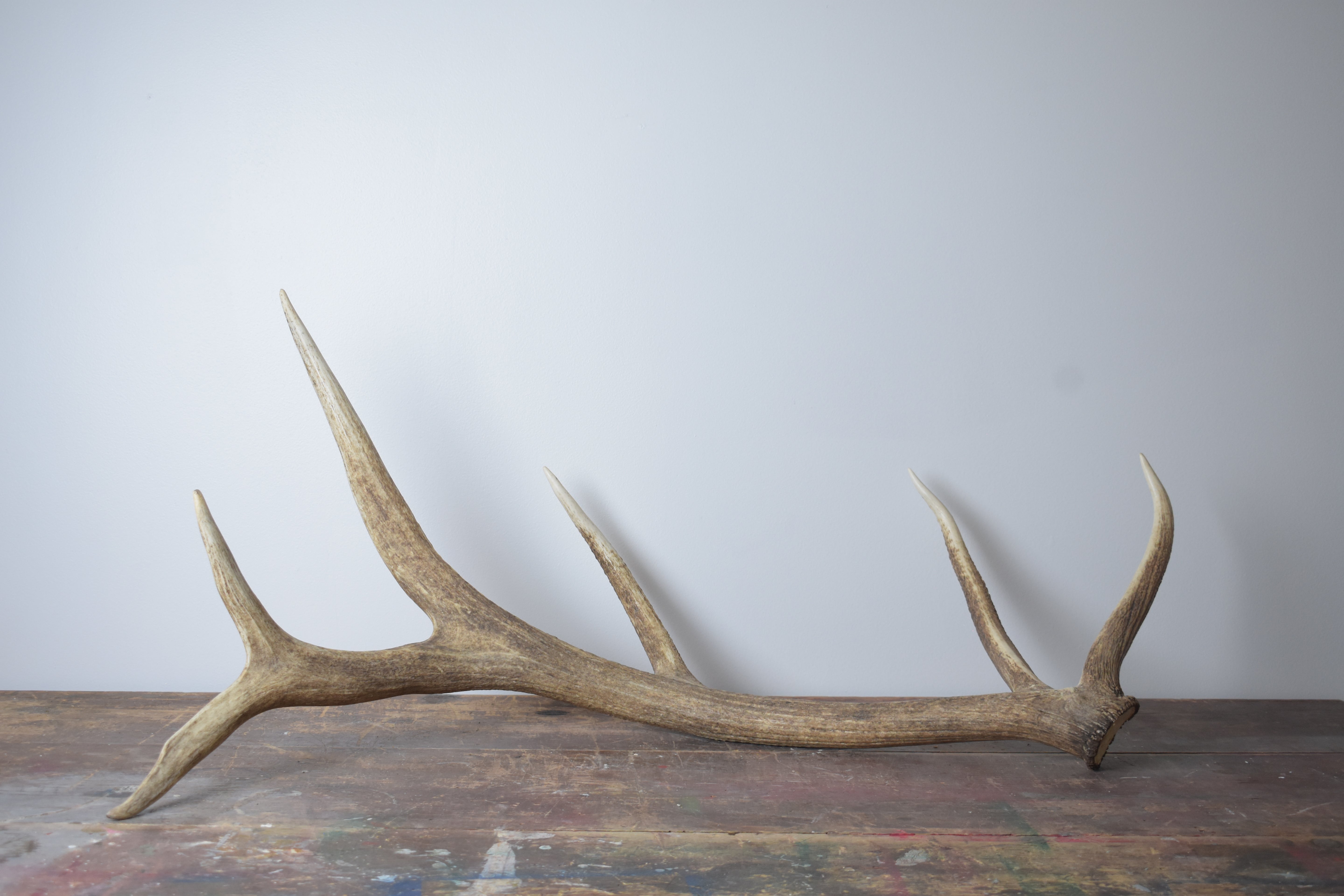 Elk Antler | 23