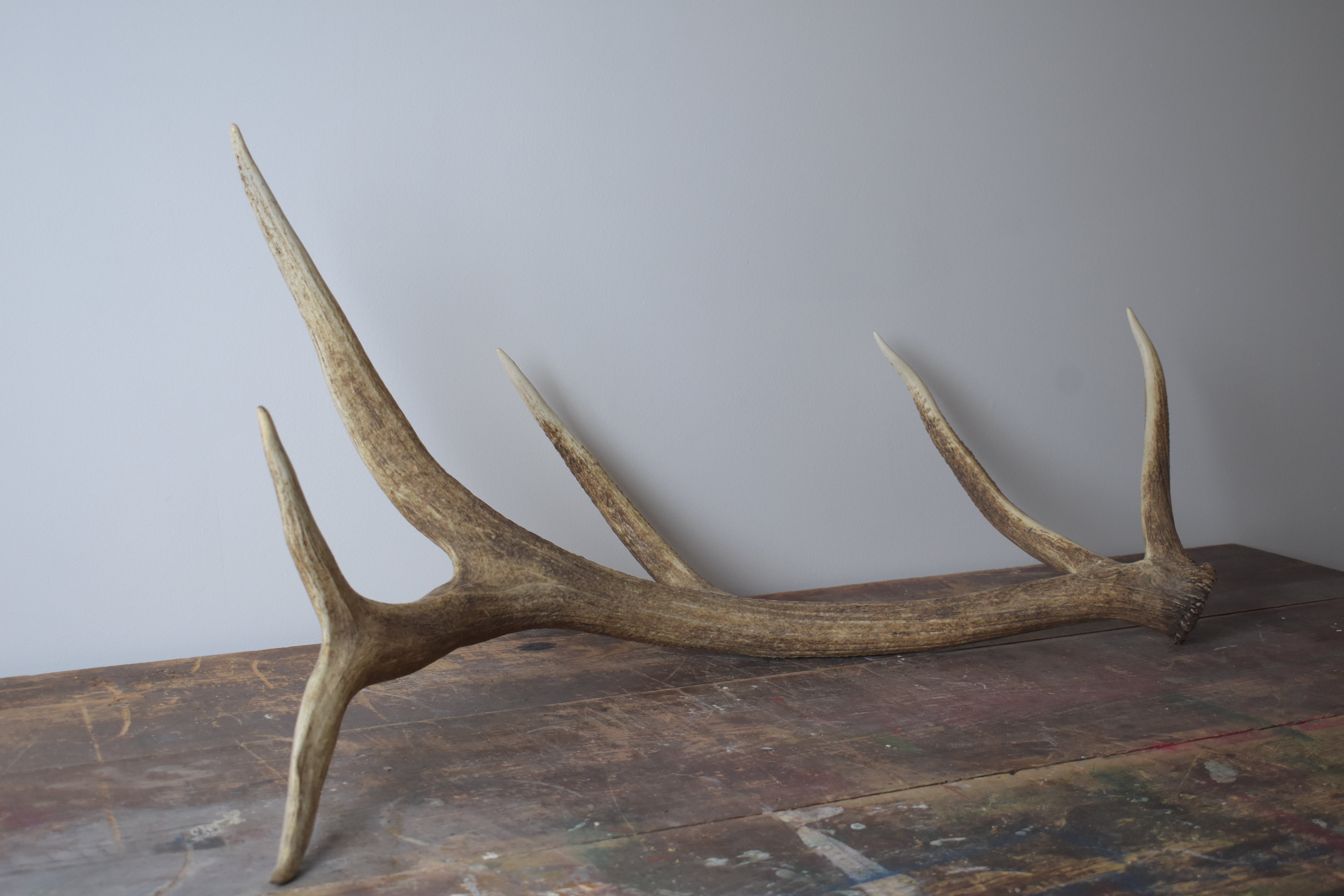 Elk Antler | 23 | SOLD OUT