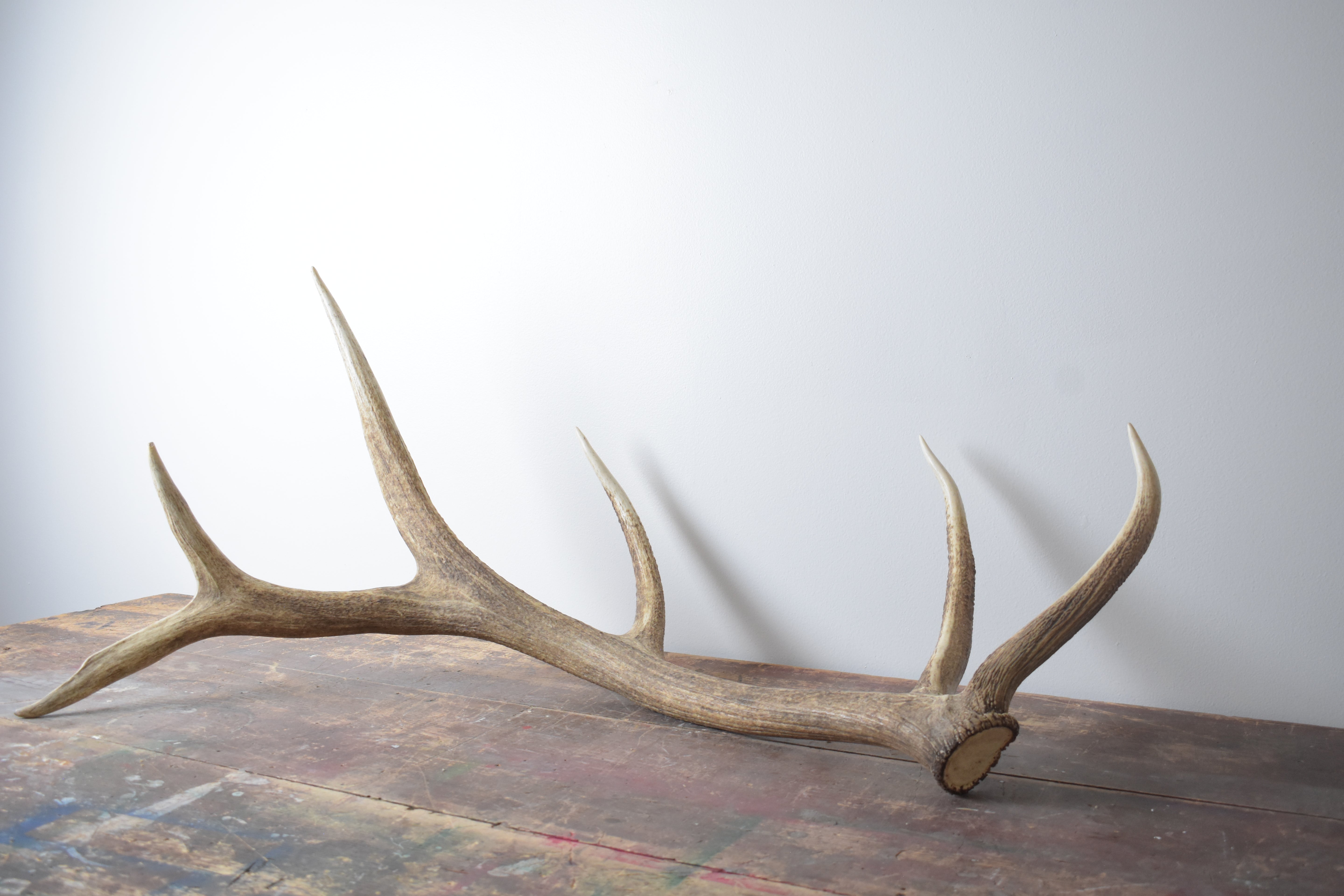 Elk Antler | 23 | SOLD OUT