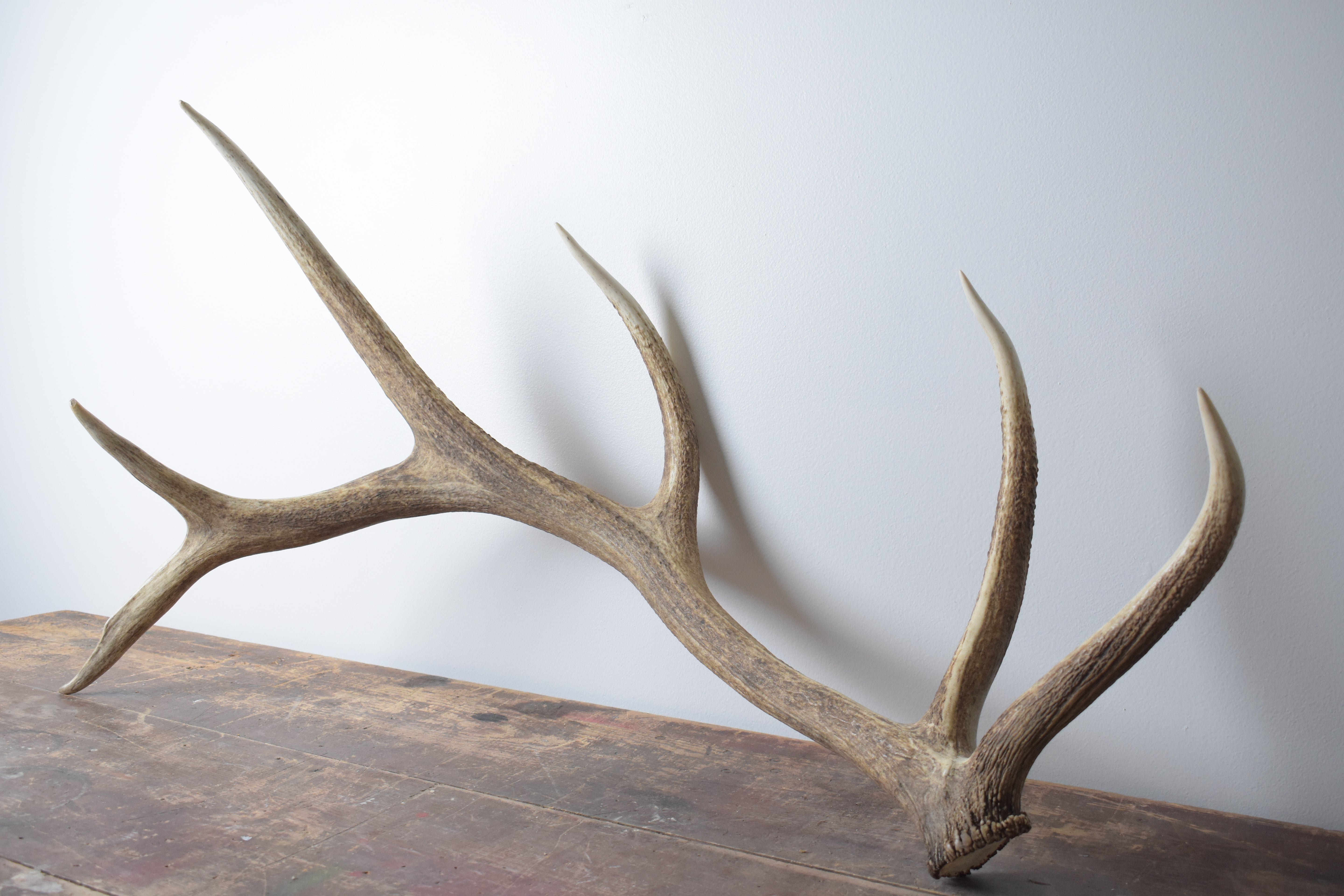 Elk Antler | 23 | SOLD OUT