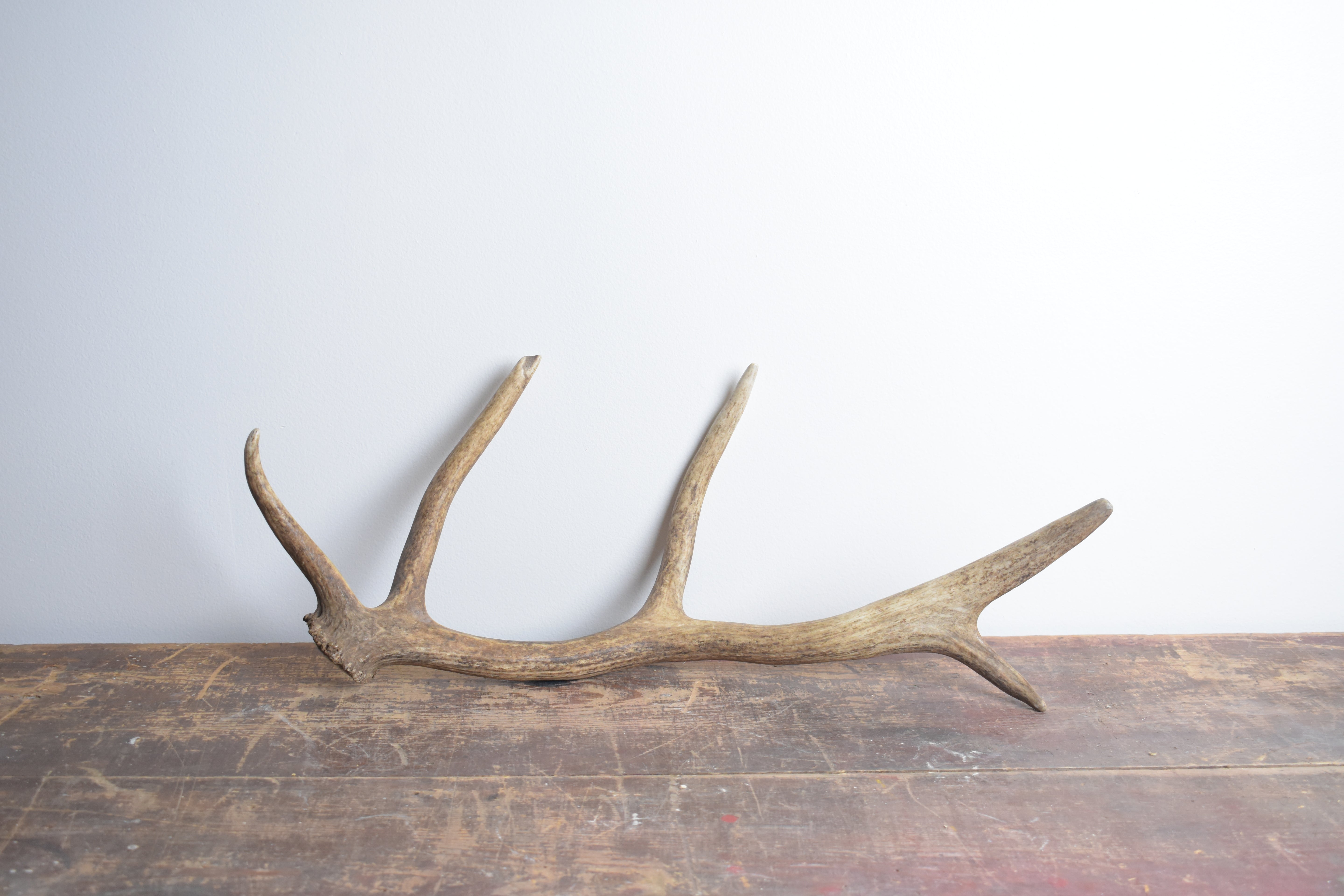 Elk Antler | 07