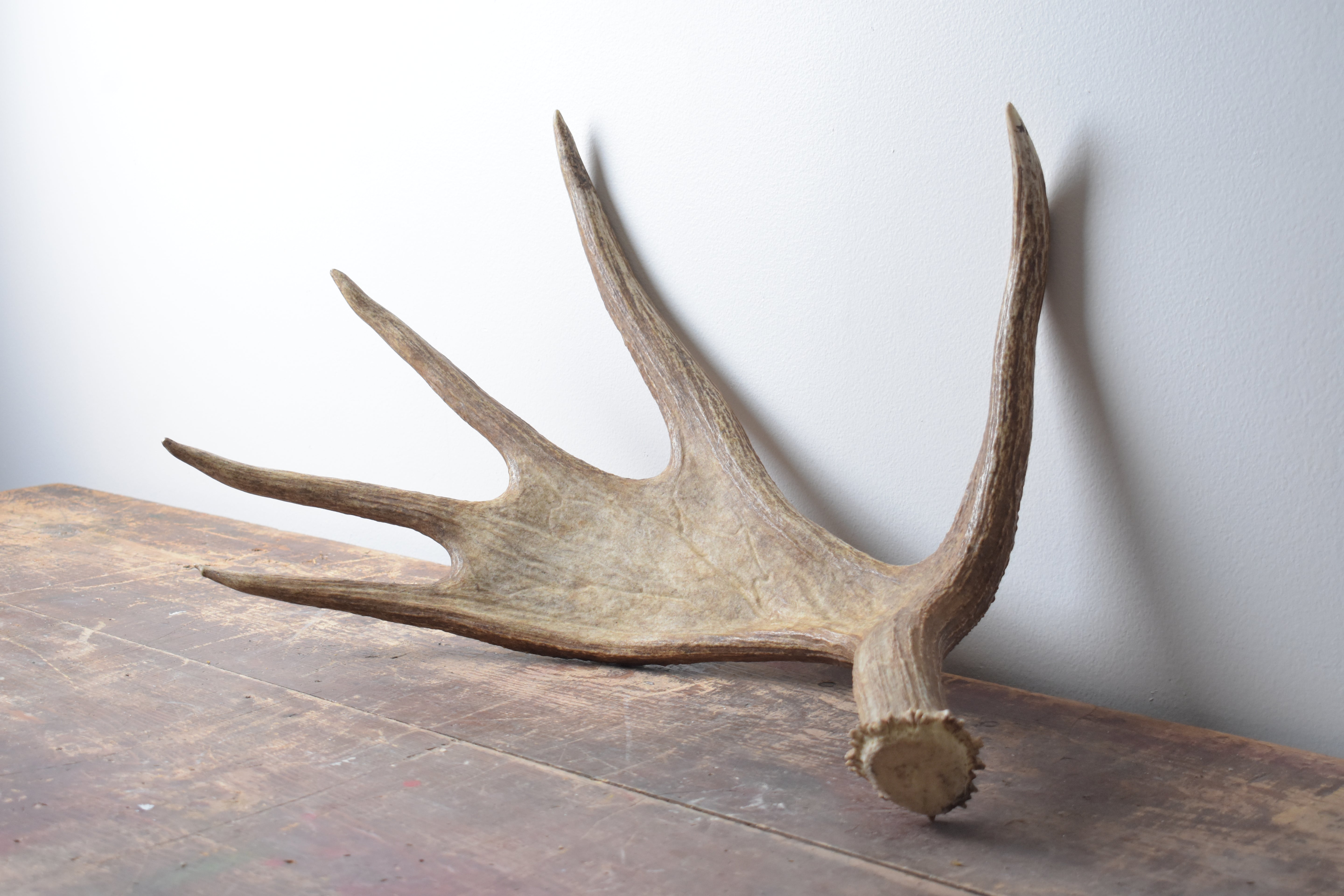 Moose Antler | Small Size | 01