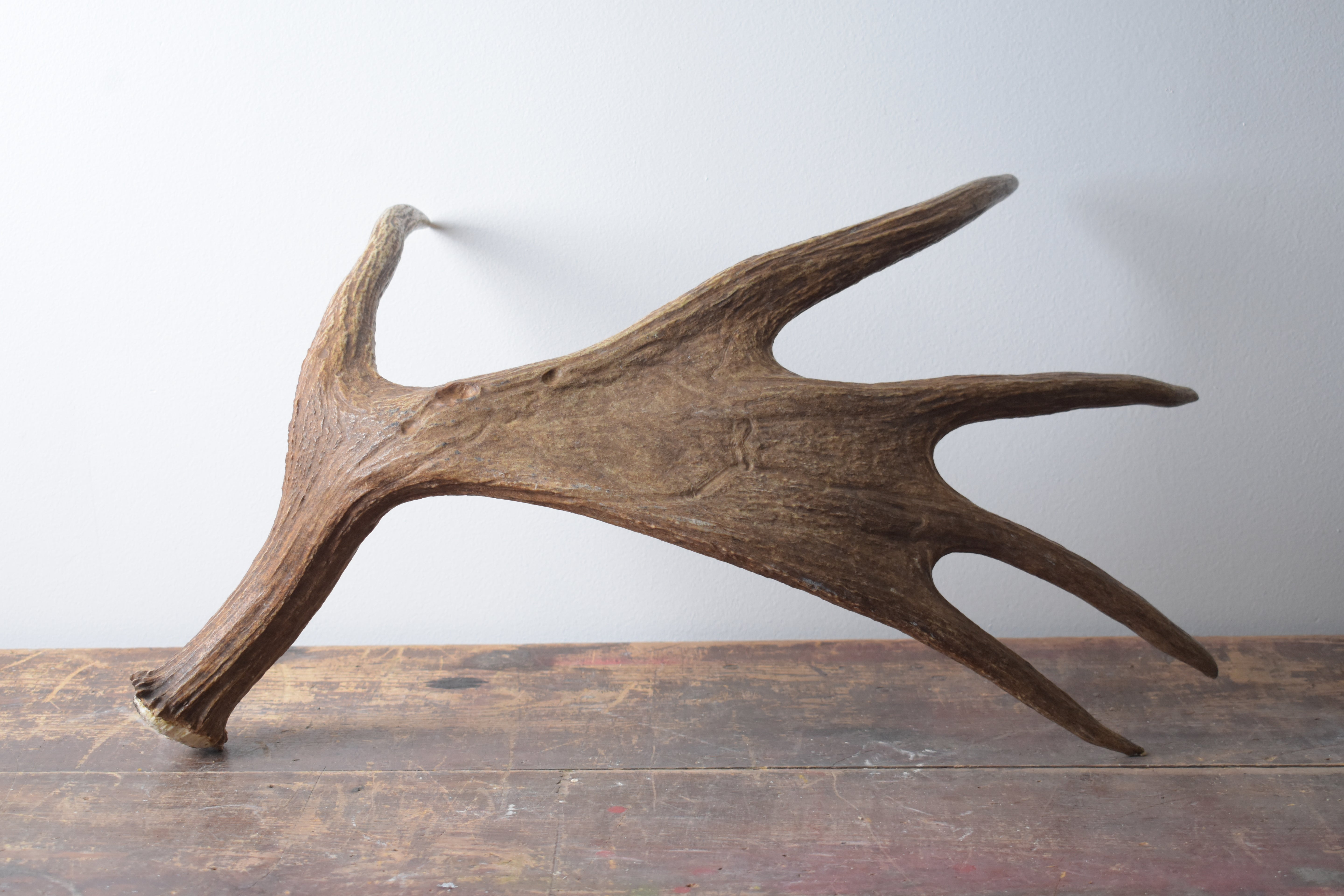 Moose Antler | Small Size | 01