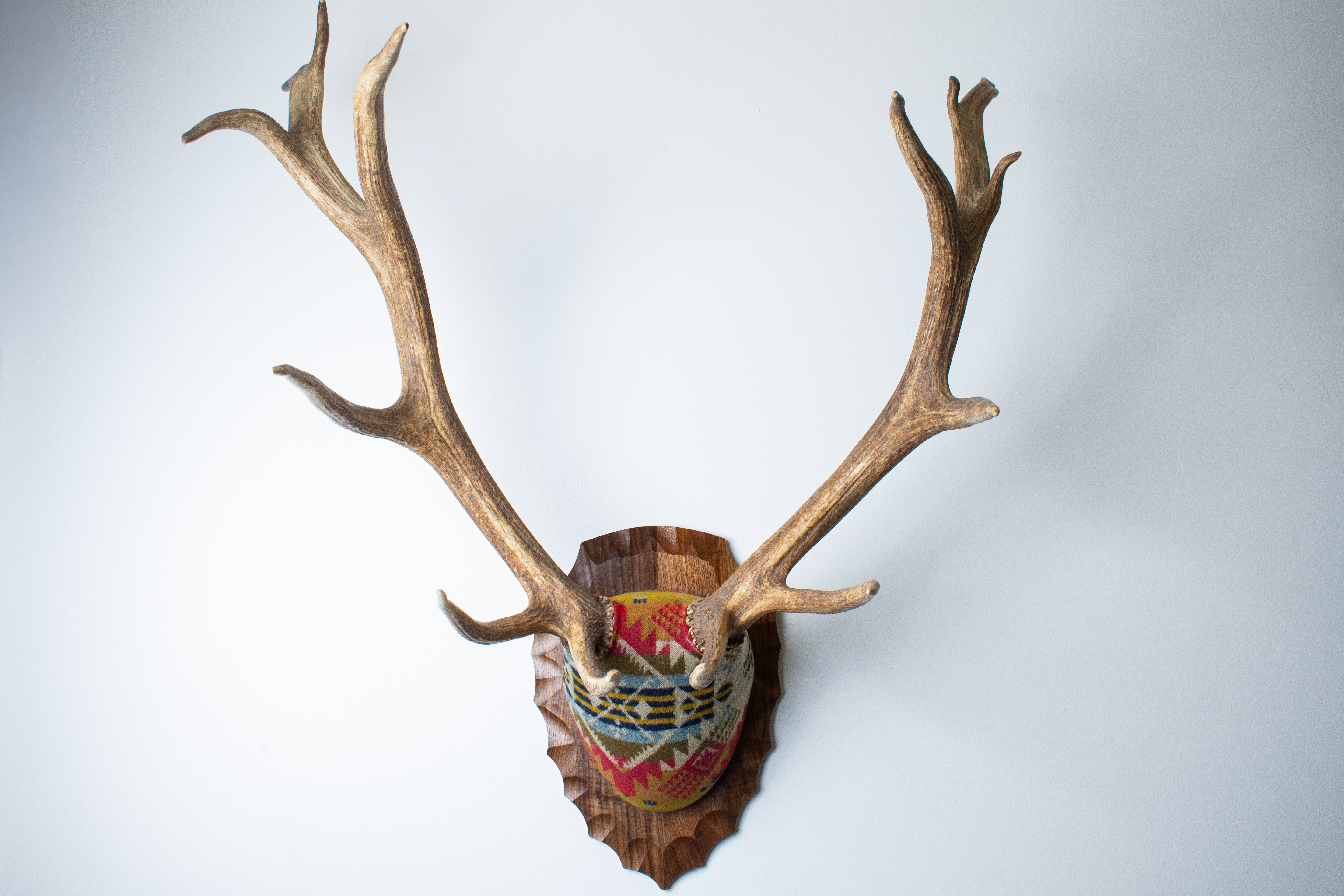 Elk Antler Mount | Canyon | 09