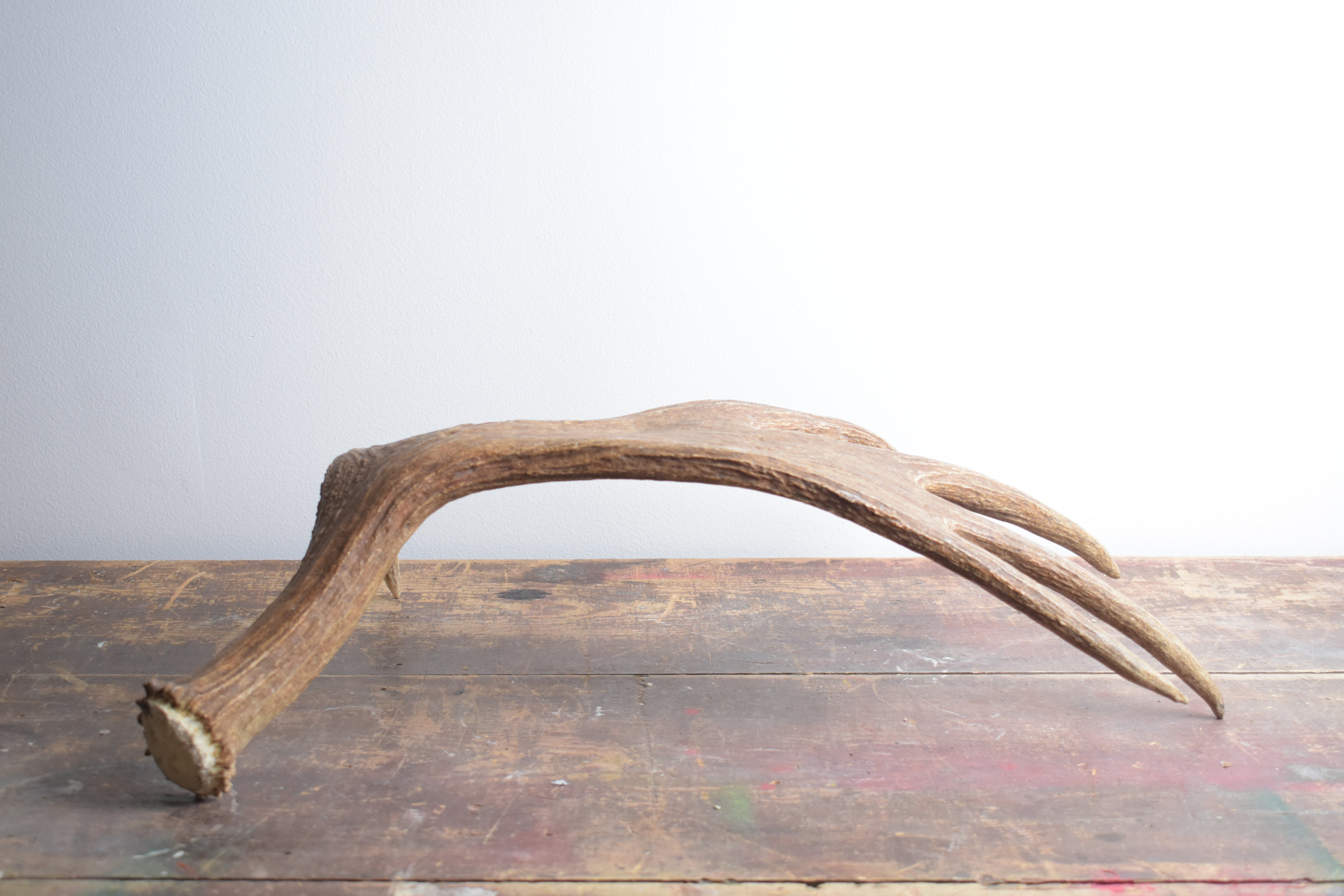 Moose Antler | Small Size | 01