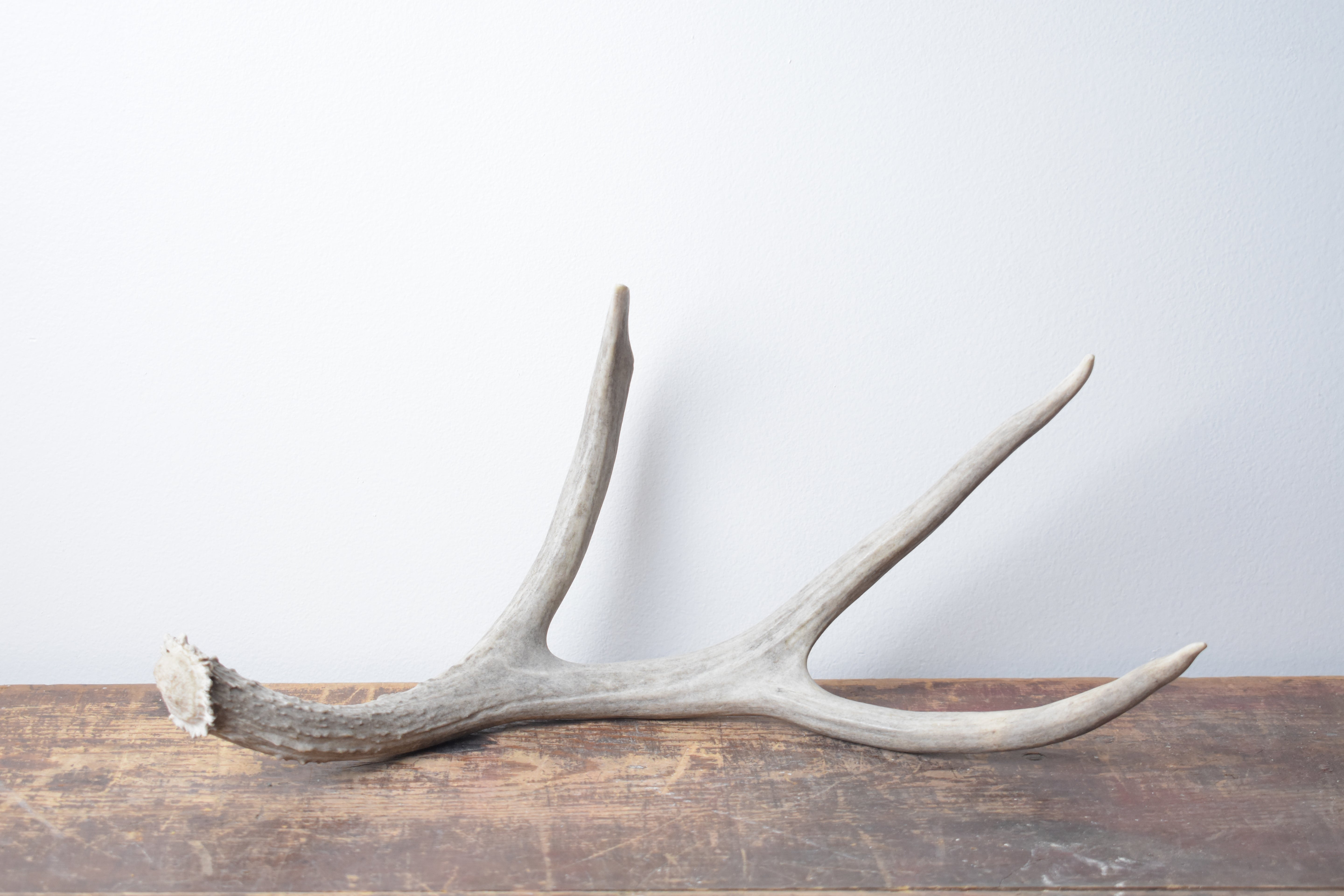 Mule Deer Antler | 12