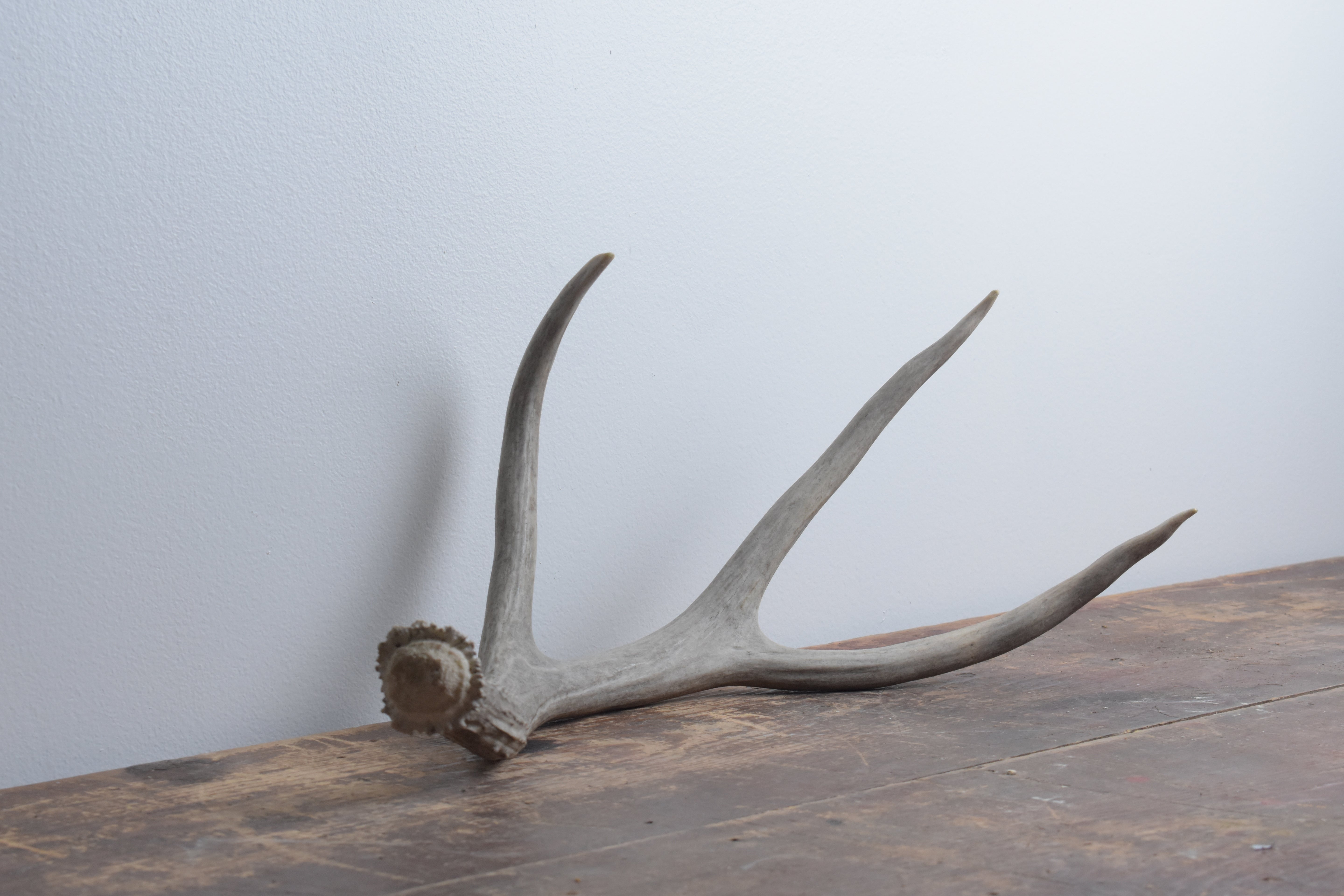 Mule Deer Antler | Large Size | 12