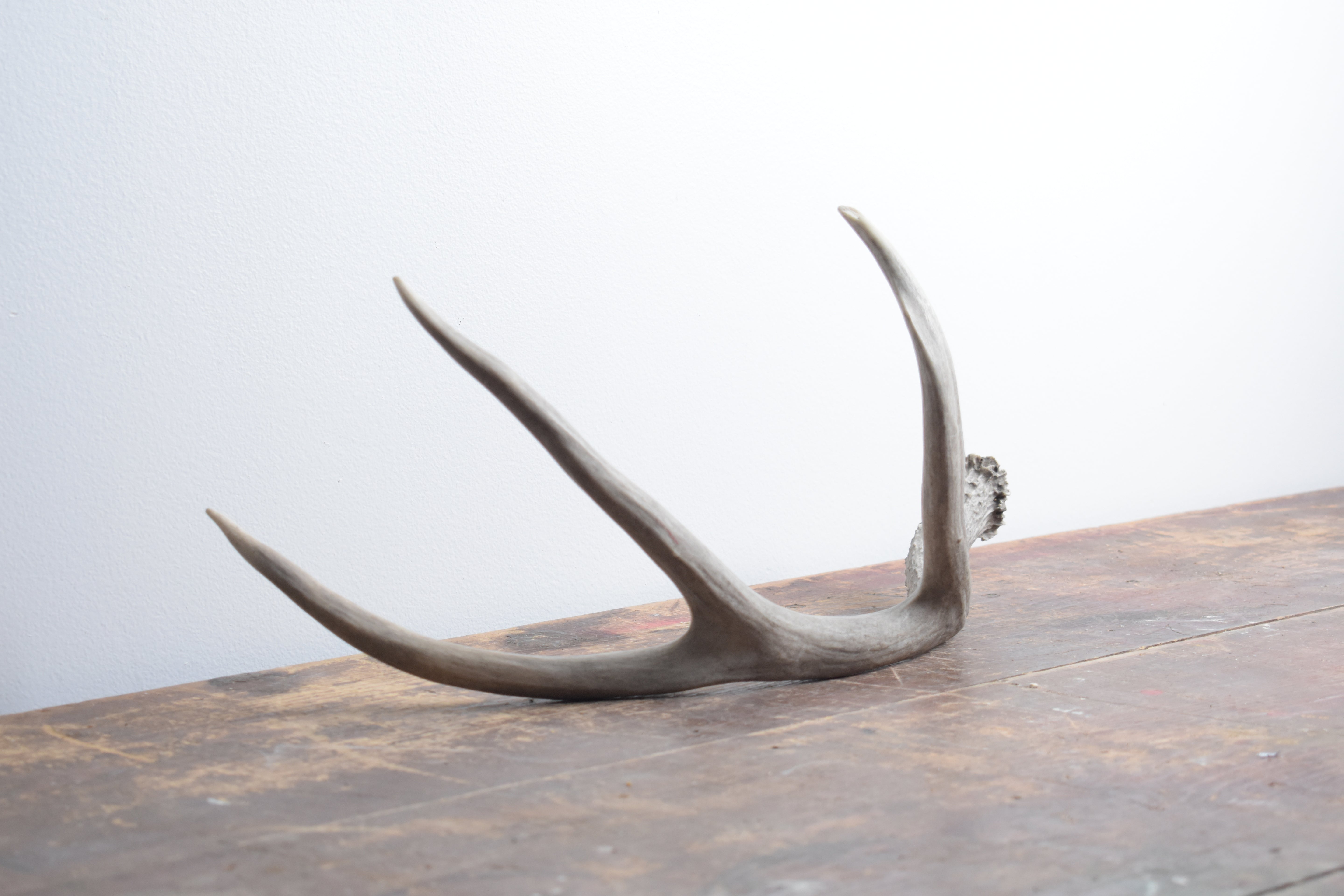 Mule Deer Antler | Large Size | 12