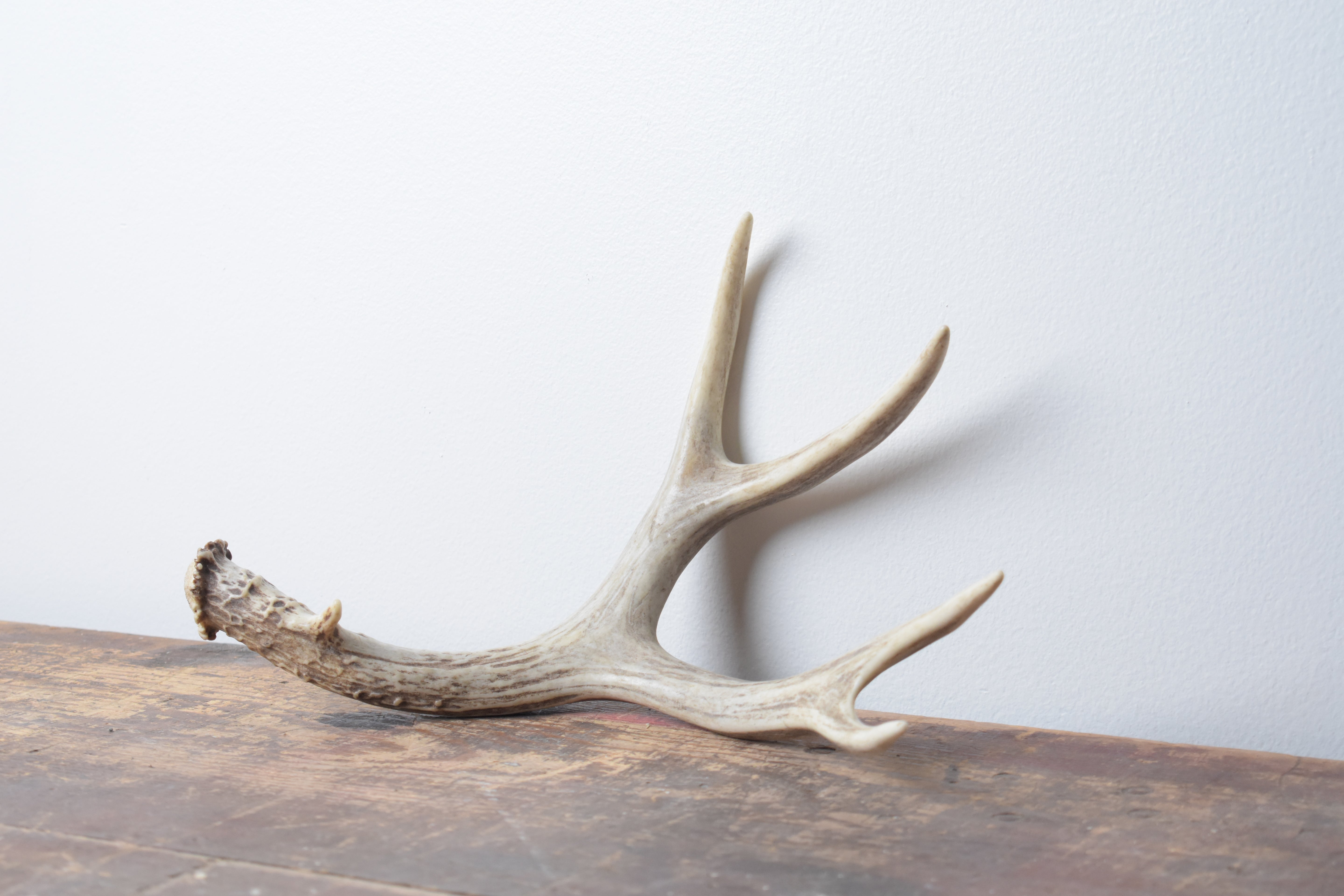 Mule Deer Antler | 13 | SOLD OUT