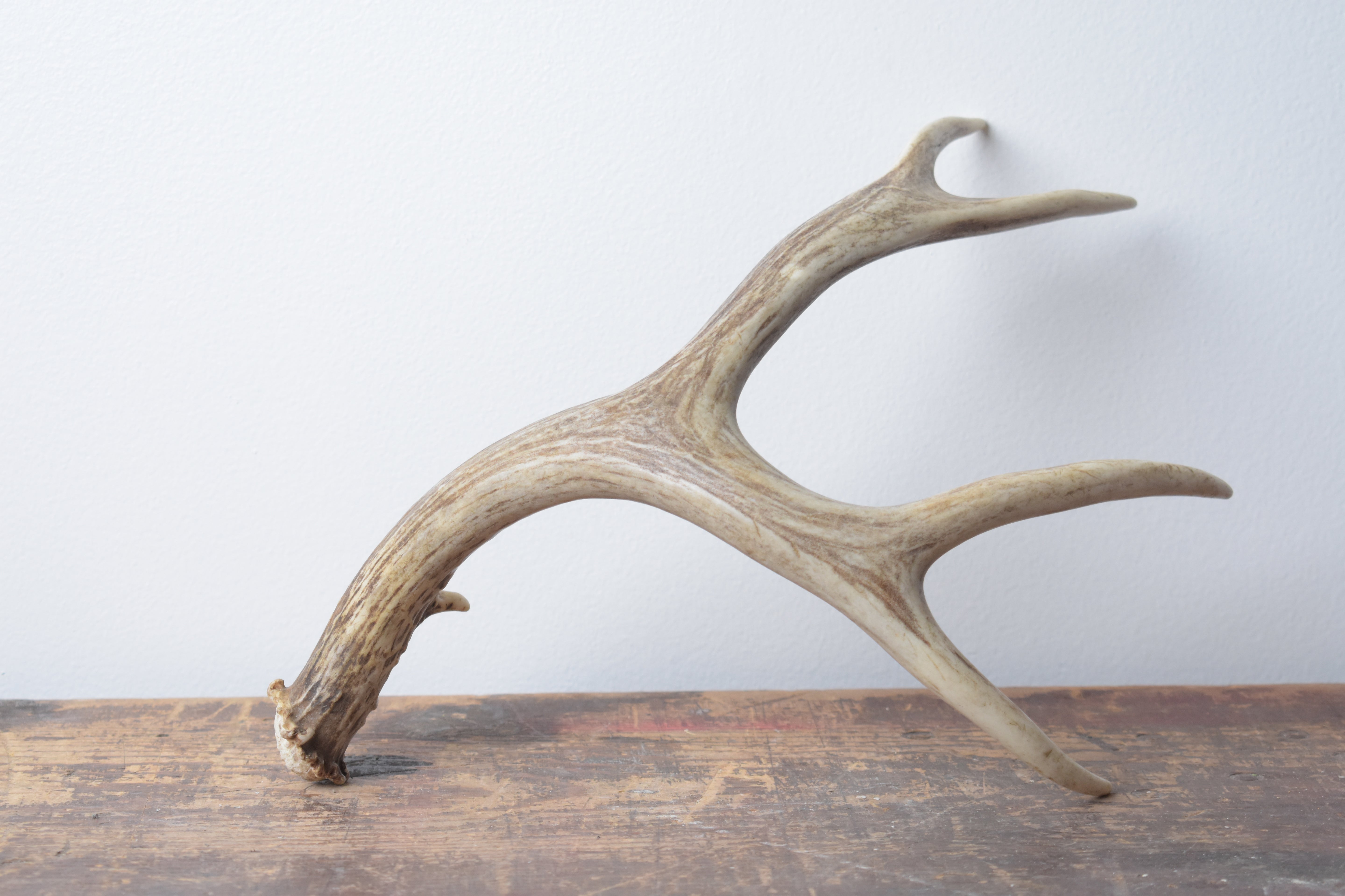 Mule Deer Antler | 13 | SOLD OUT
