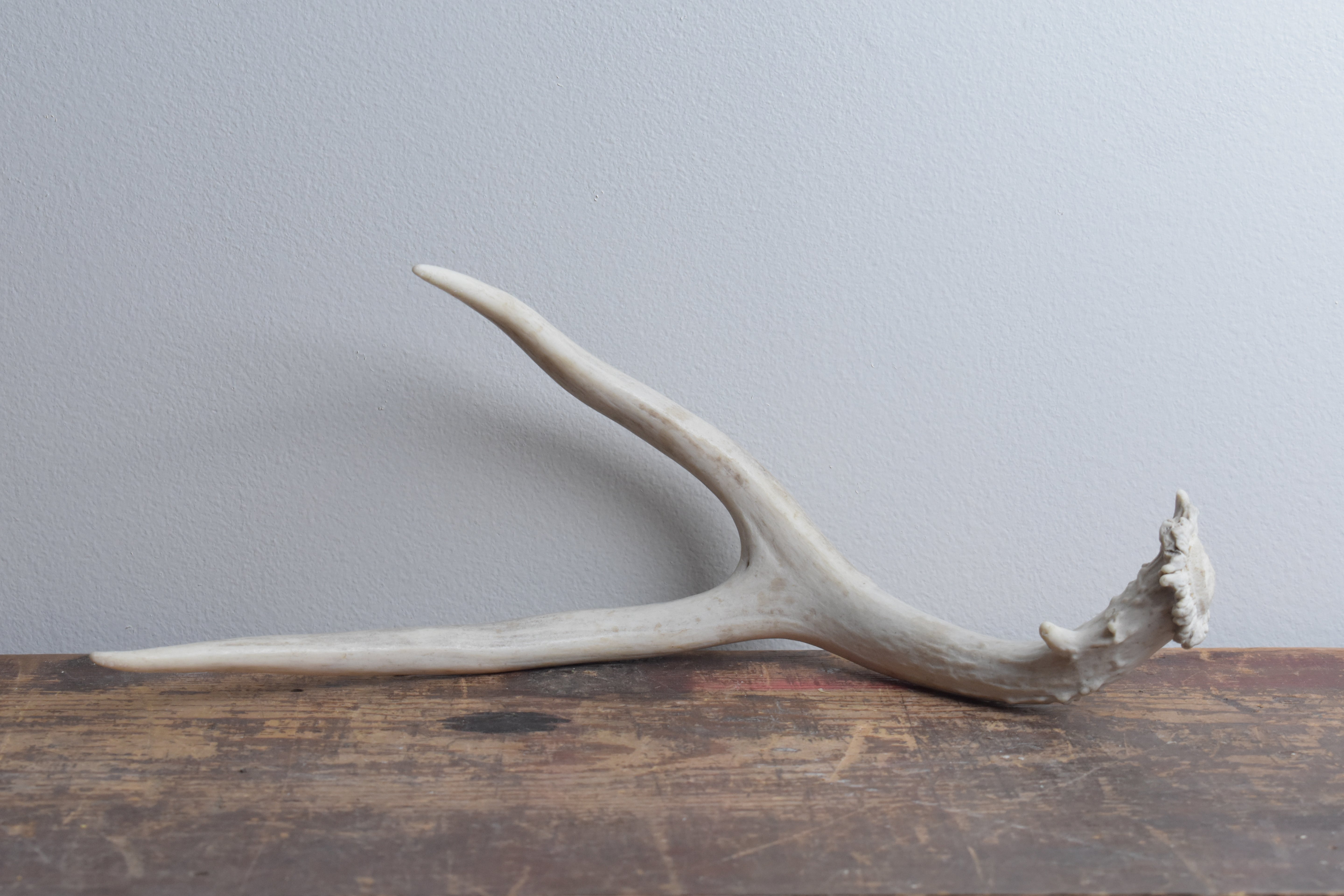Mule Deer Antler | 14