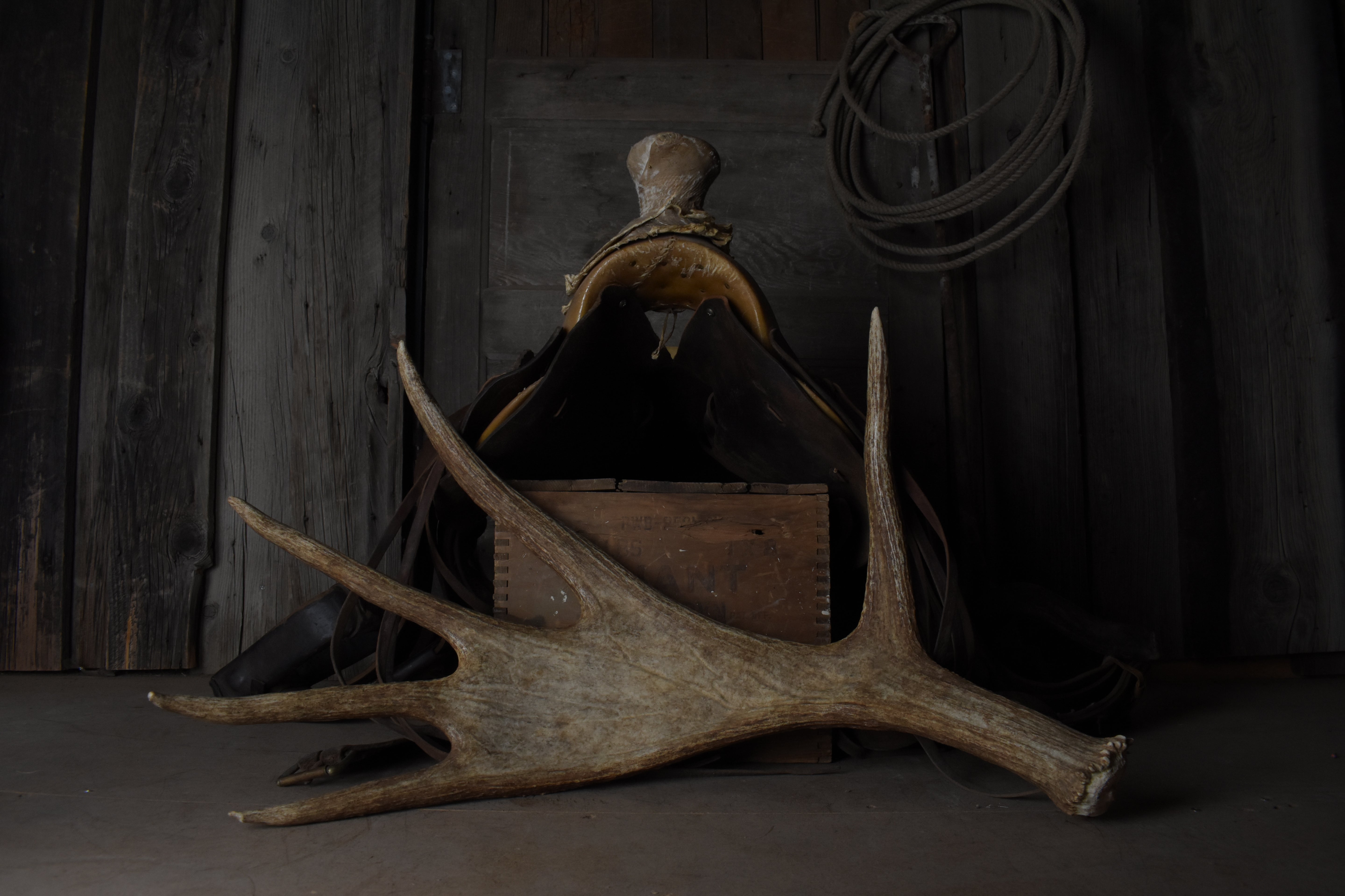 Moose Antler | 01