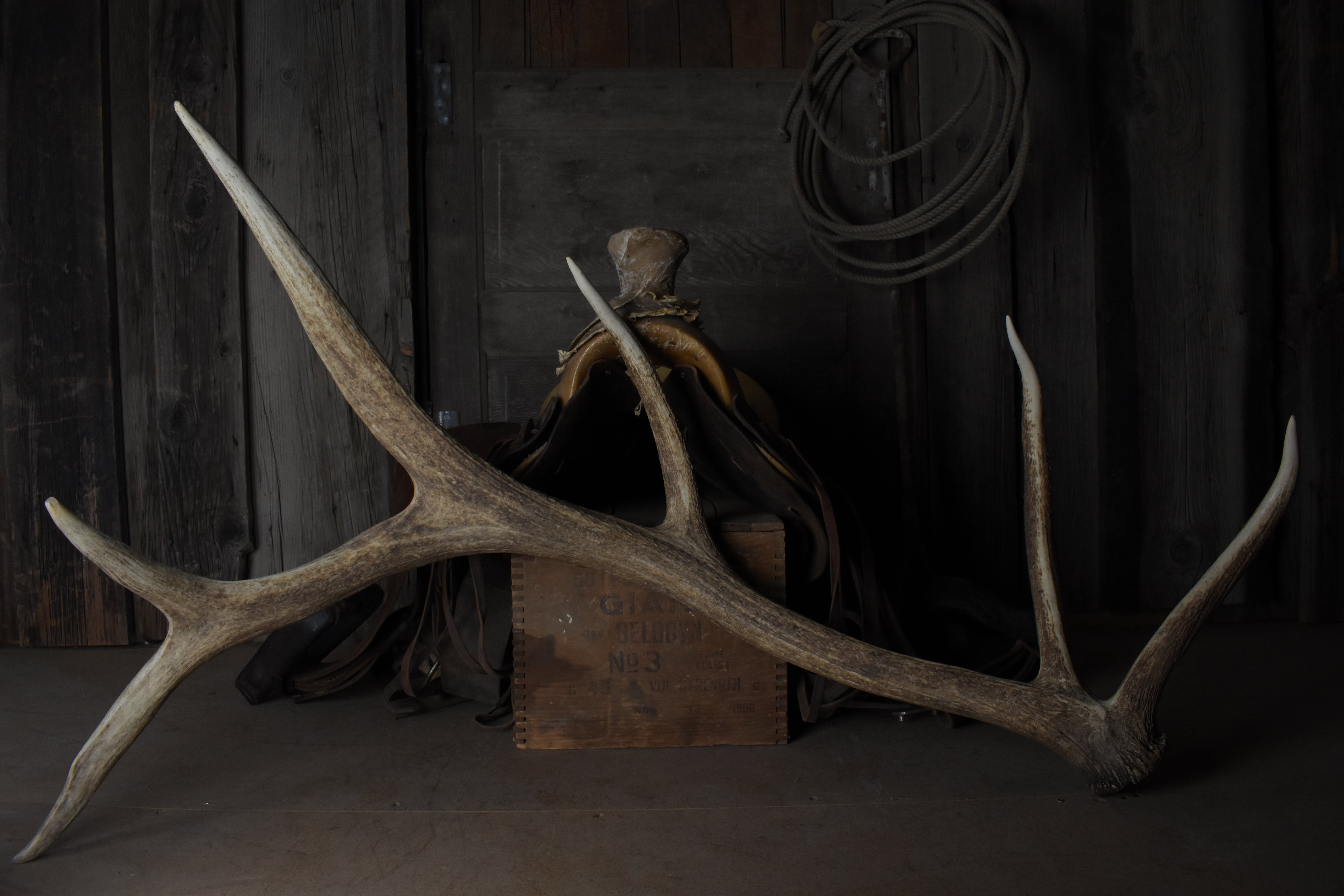 Elk Antler | 23