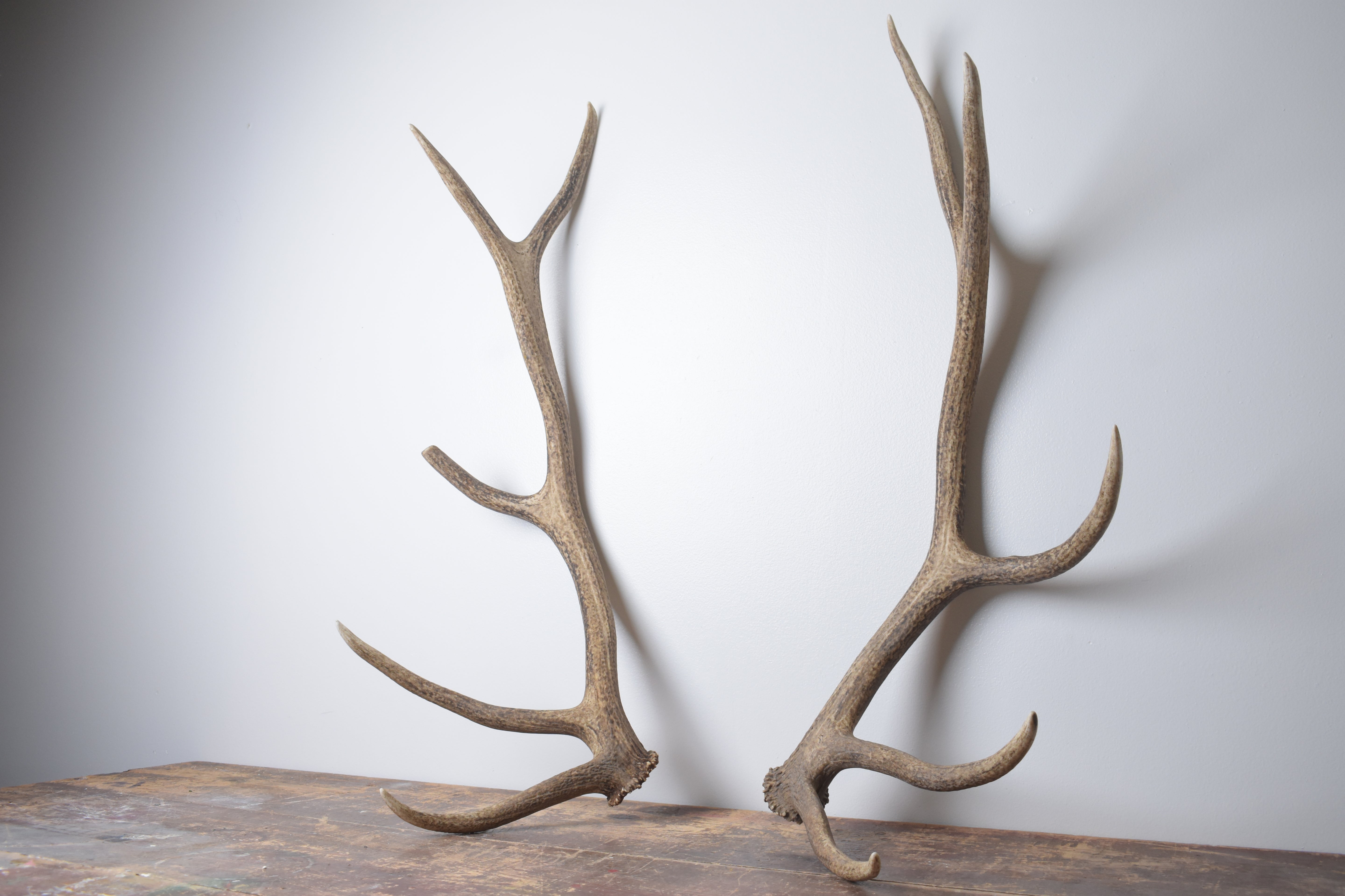Elk Antler Set | Large | 145