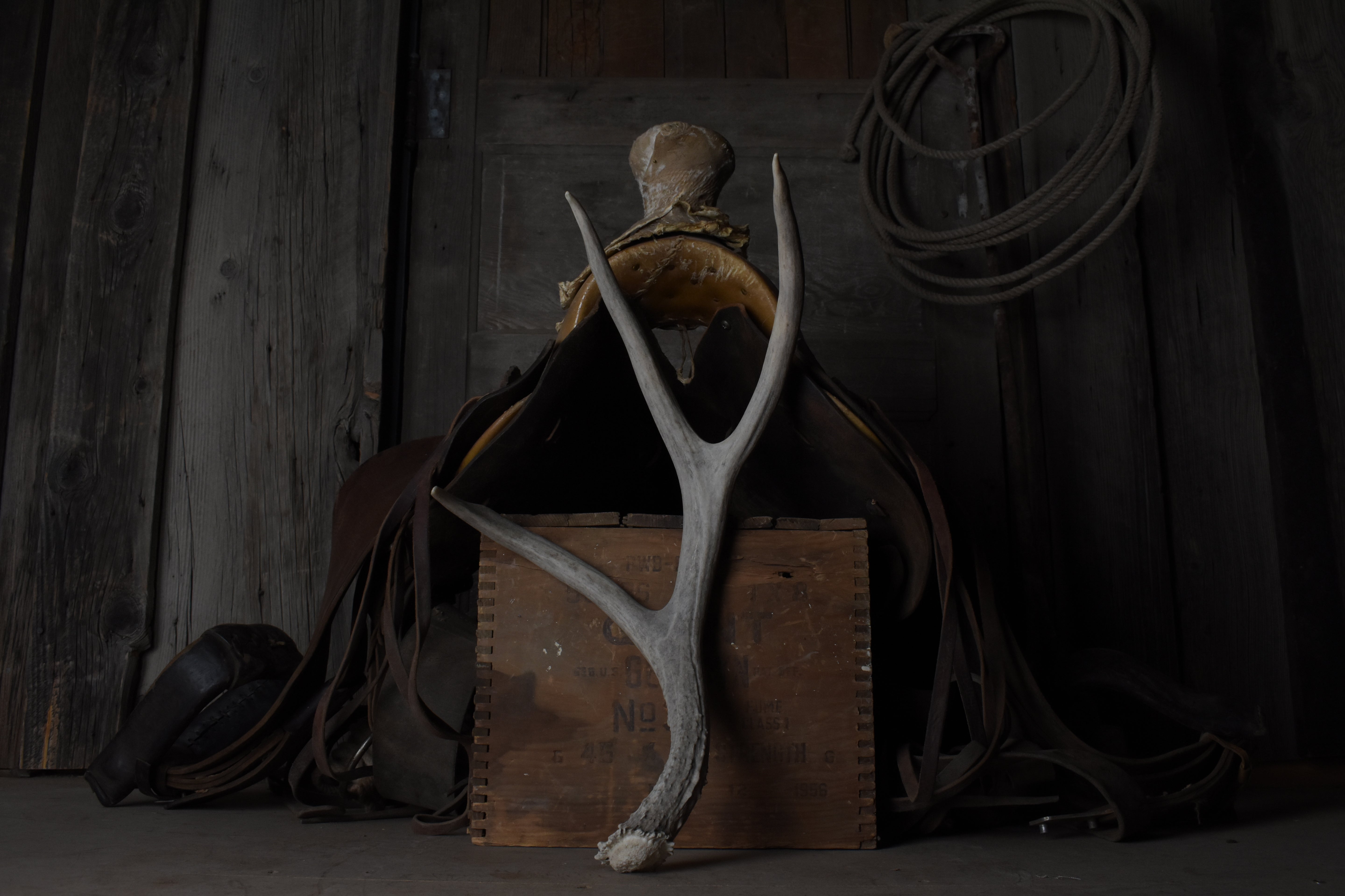 Mule Deer Antler | 12