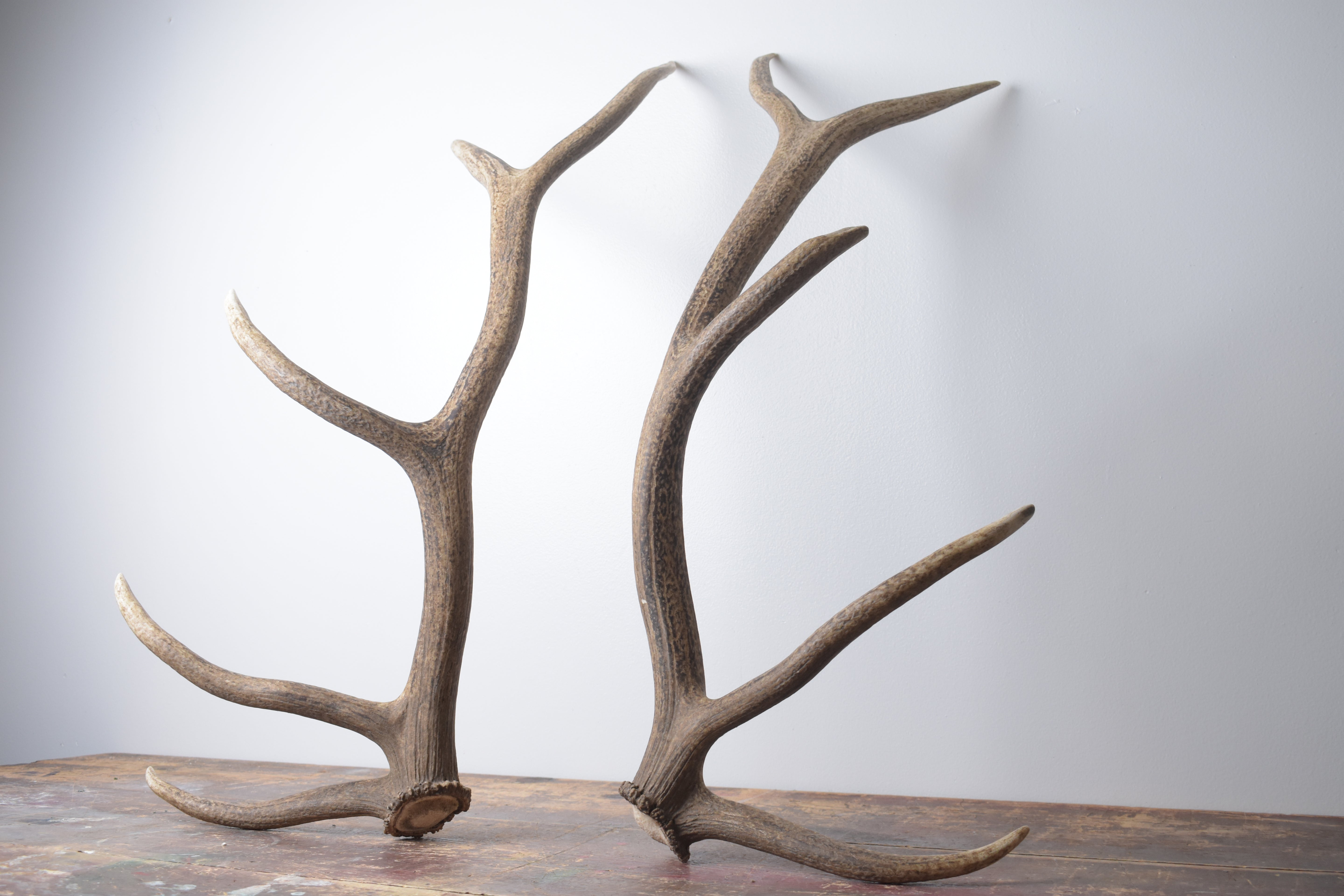 Elk Antler Set | Large | 145