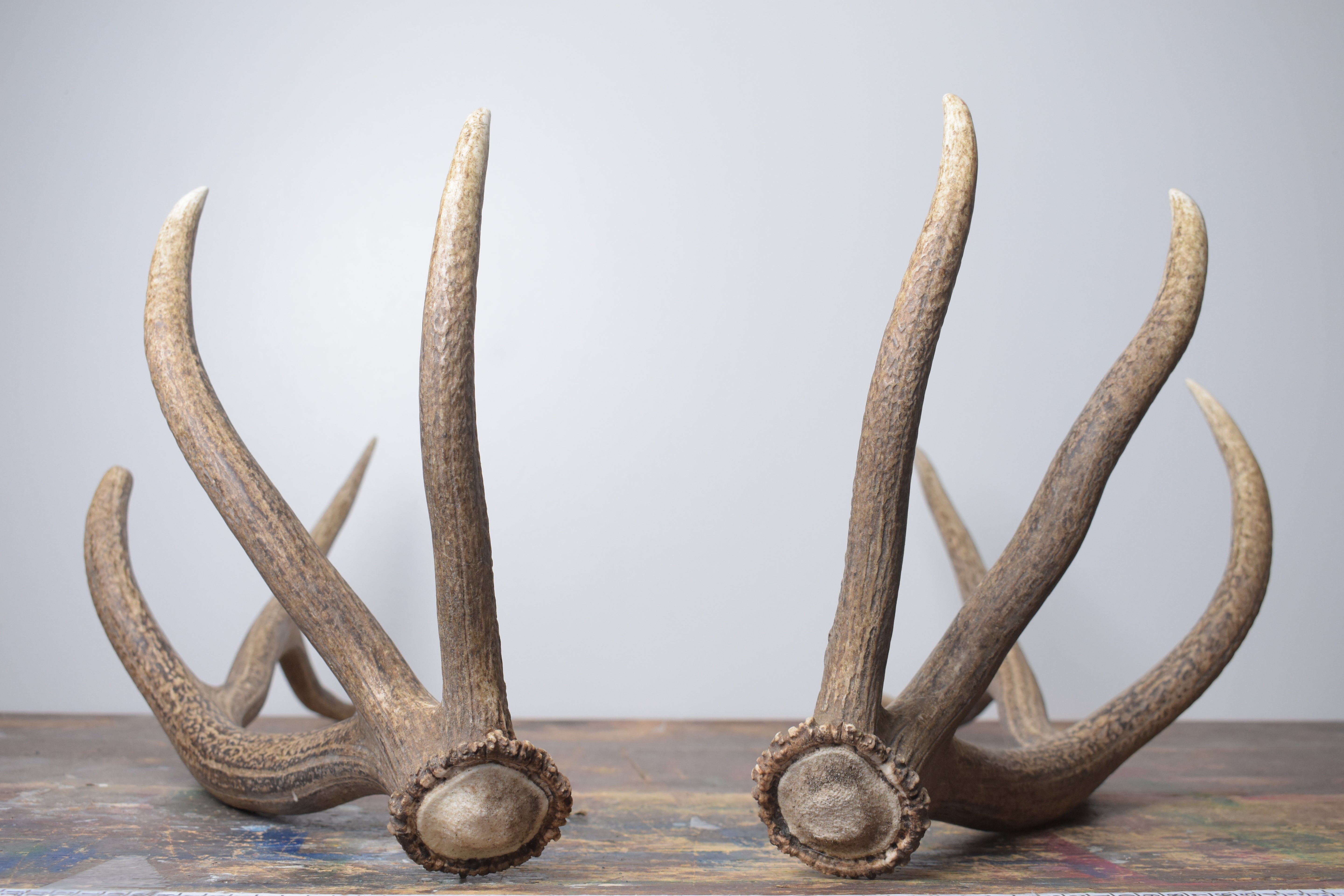 Elk Antler Set | Large | 145