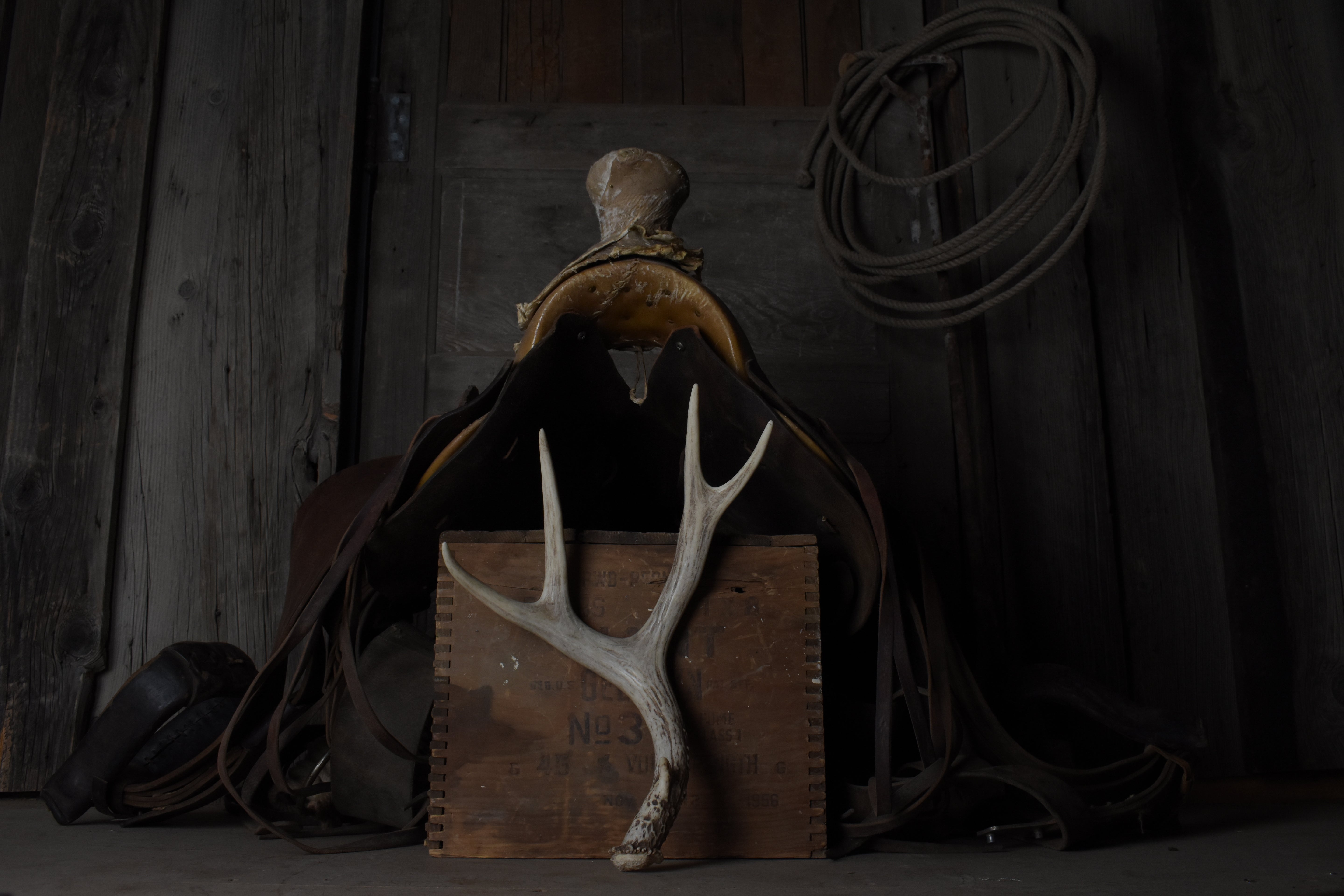 Mule Deer Antler | 13